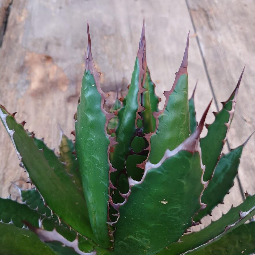 アガベ ホリダ agave horrida 3 【大株・美株】 | 多肉植物ハオルチア ...