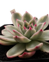 カット苗 インディゴエボニー Echeveria 'Indigo Ebony Variegated'