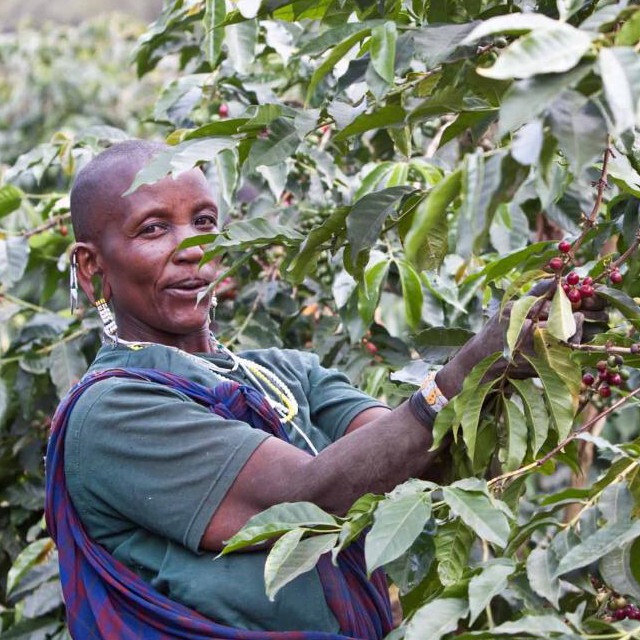 キリマンジャロ(200g)