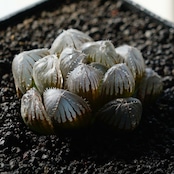 抜き苗 巨大赤線レンズオブツーサ Haworthia 'Kyodai Akasen Lens'