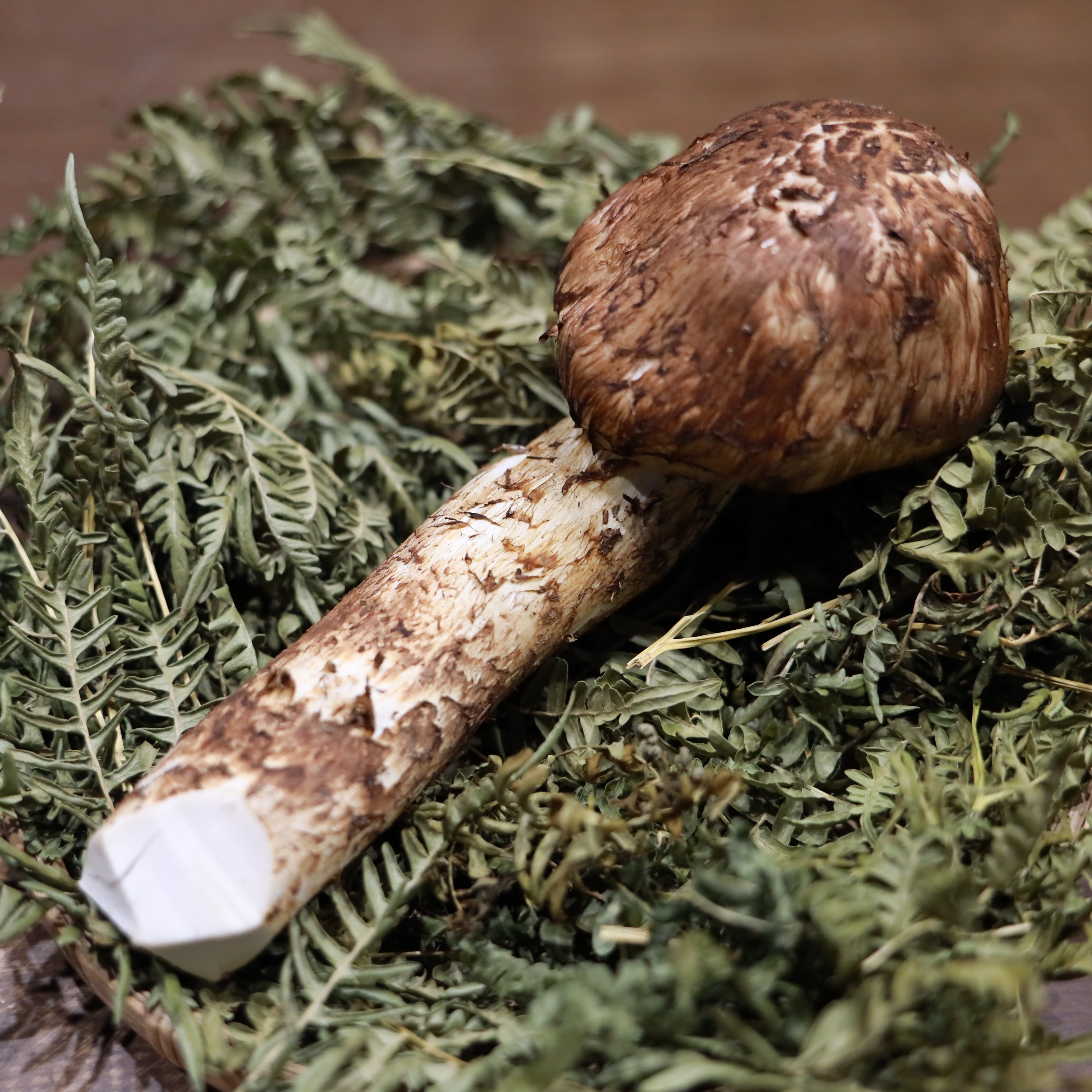 茸王-松覇 【本格1本松茸】 300g | 信州松茸屋 茸王-松覇