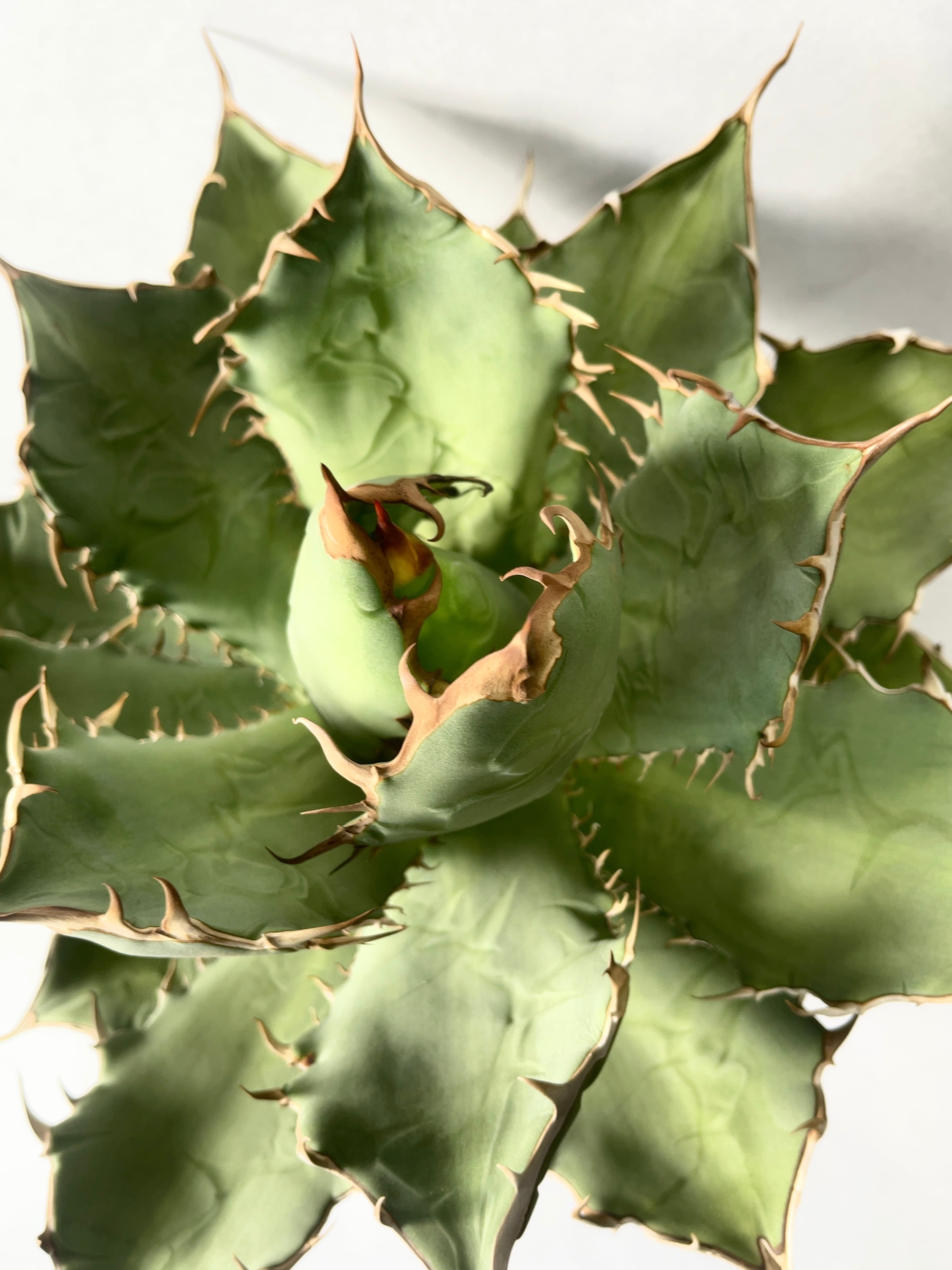 26ecbd5262ef341388868bbfc1512b