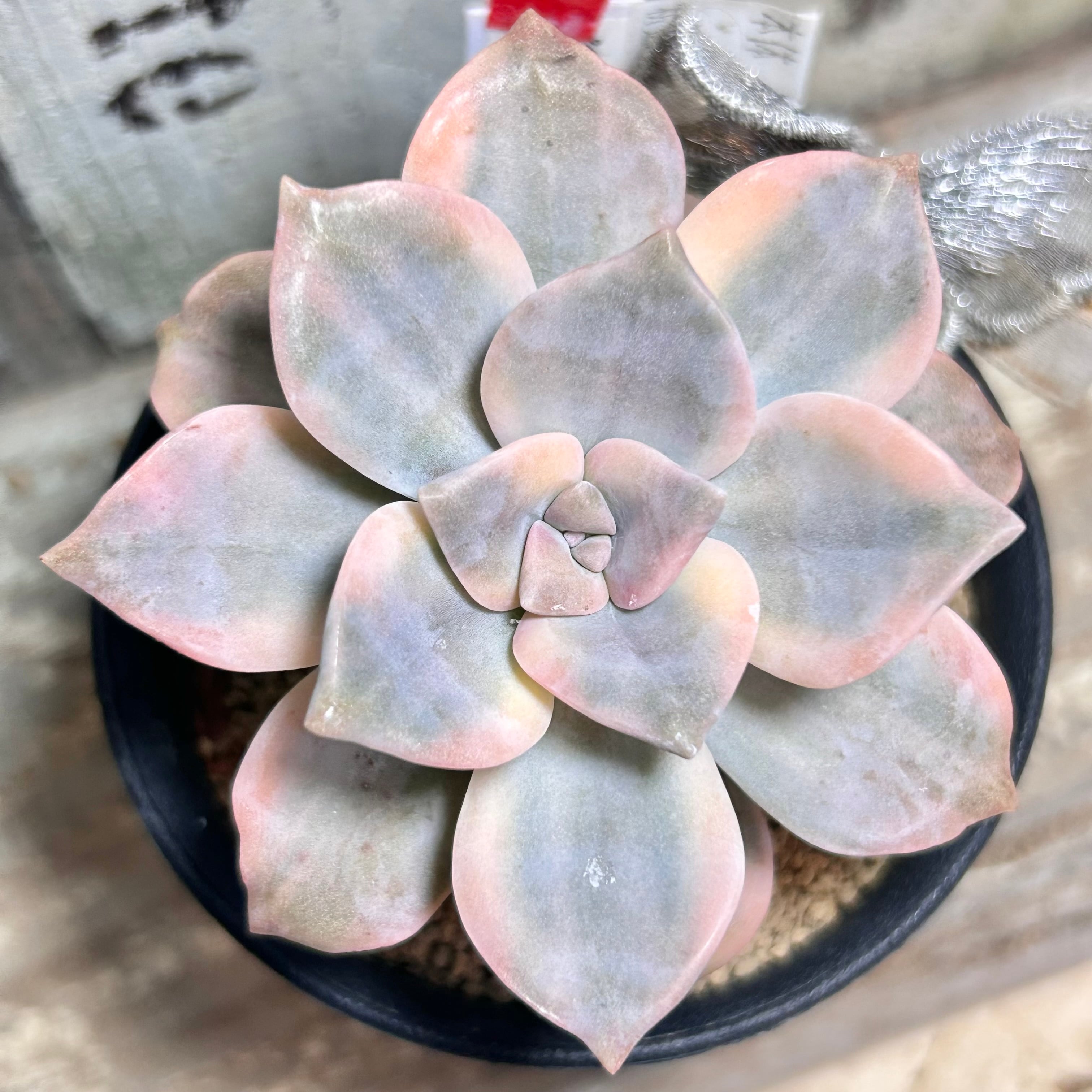 錦 | RuPo 多肉植物専門店