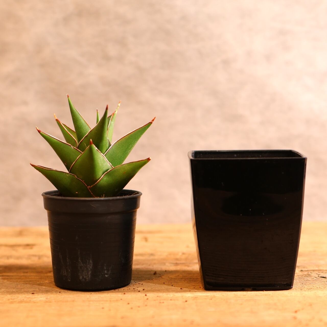 311 凛として育つ『サンスベリア タワーブルー』観葉植物 【送料無料