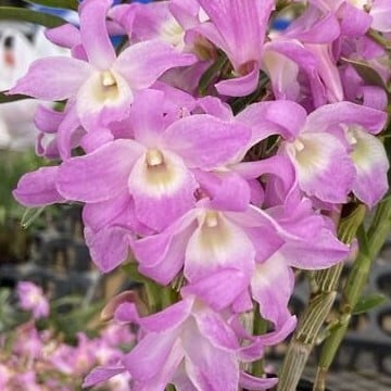 デンドロビューム 桜蘭 Sakuran【着生ラン】苔テラリウム用ミニミニ