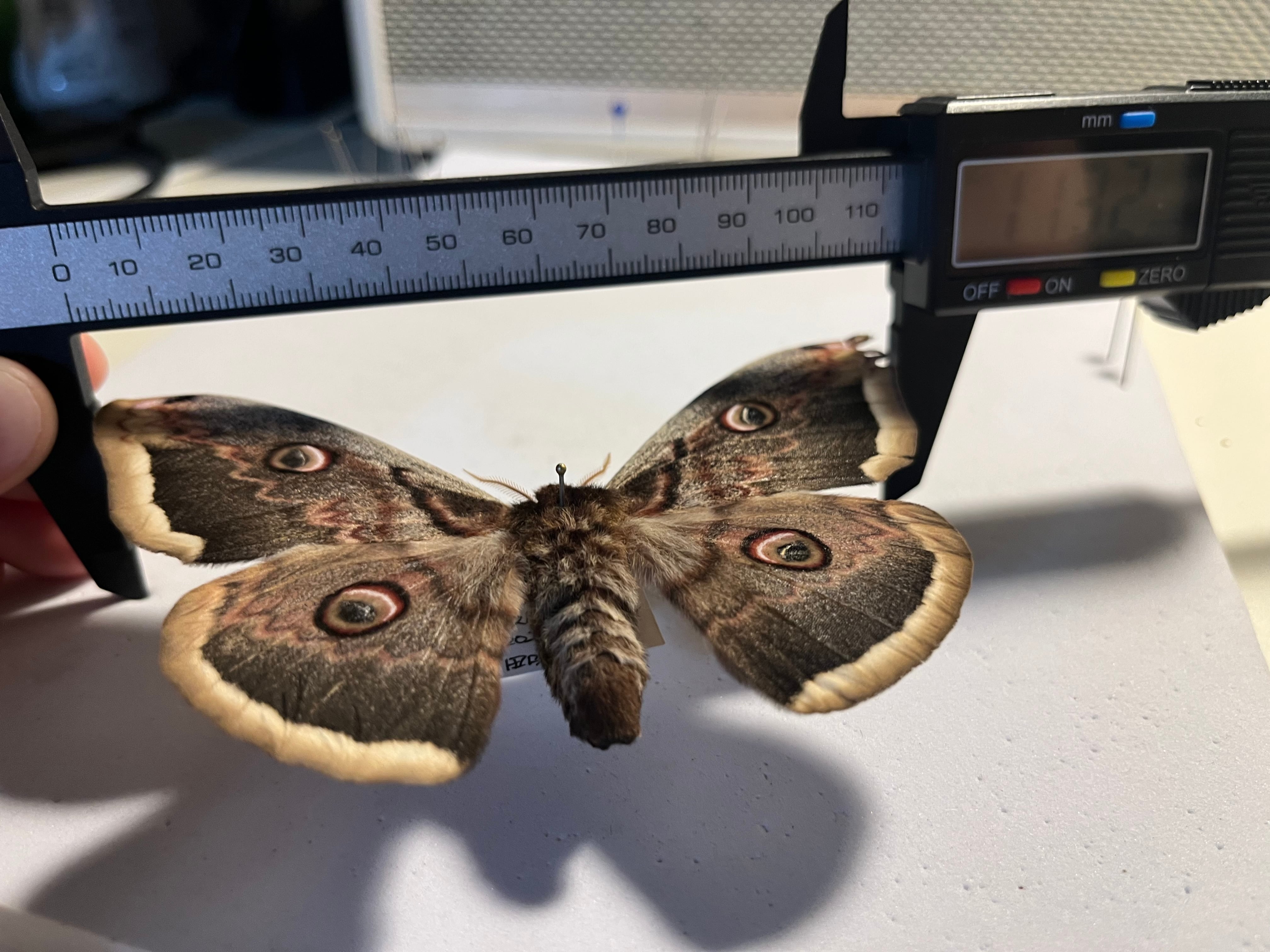 オオクジャクヤママユ シンジュサン オナガミズアオ オオミズアオ 標本