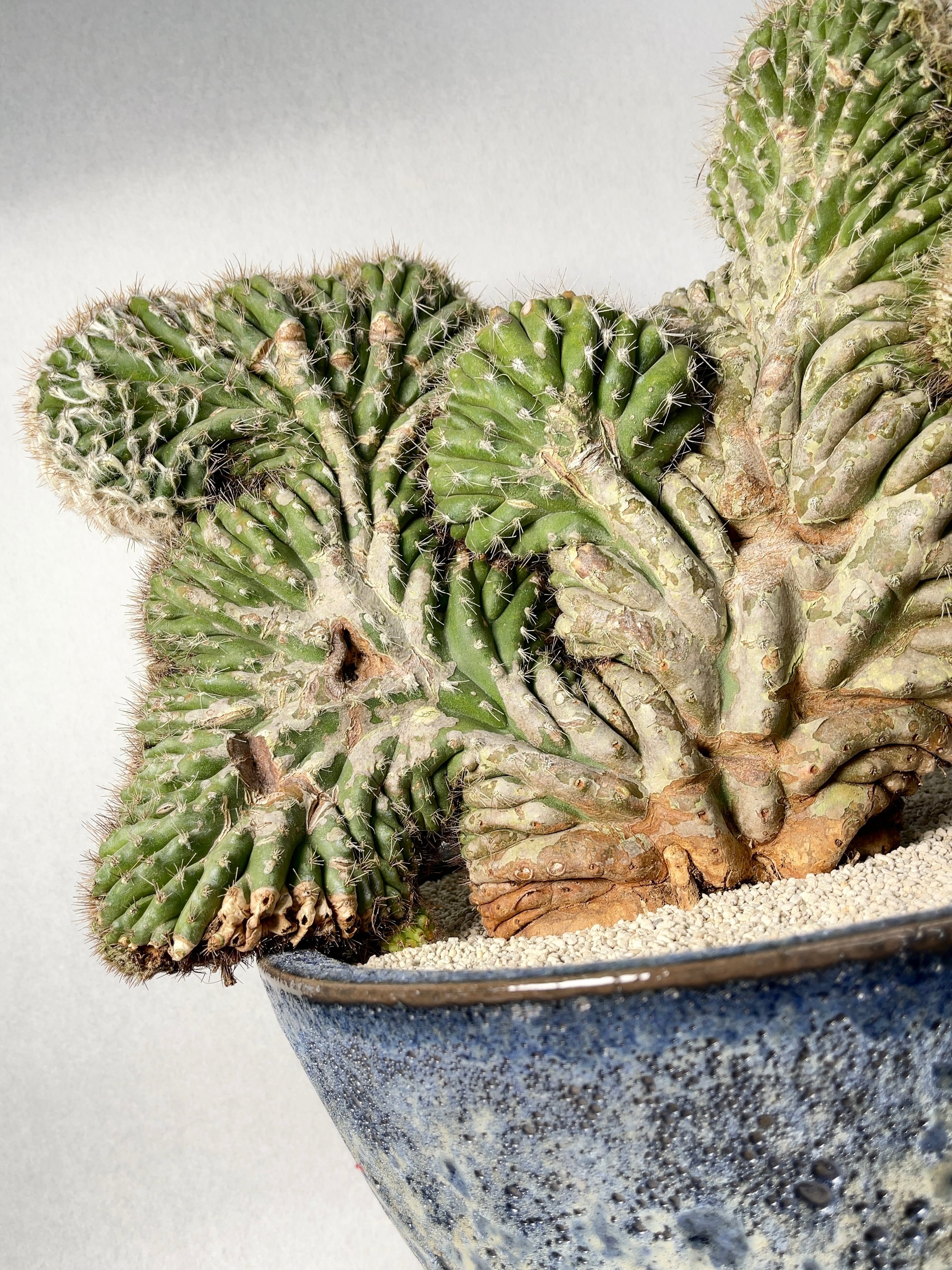 セレウス・ヤマカル柱綴化 | trigger