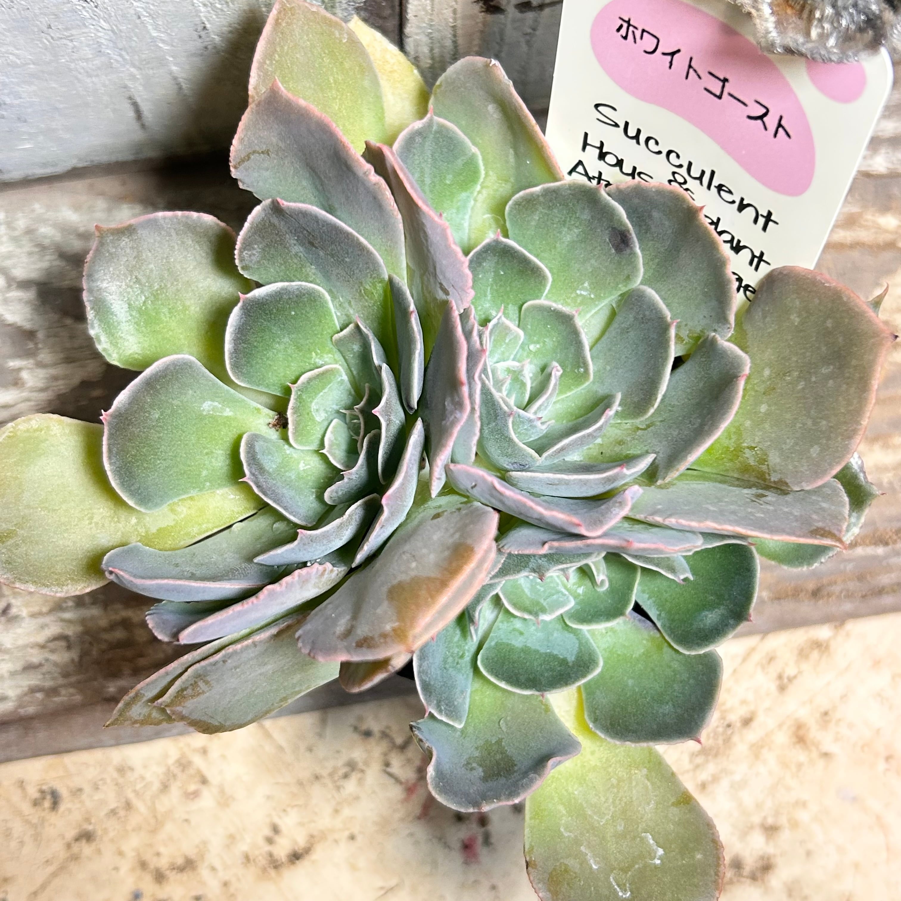 B仙墨(アエオニウム)群生B | RuPo 多肉植物専門店