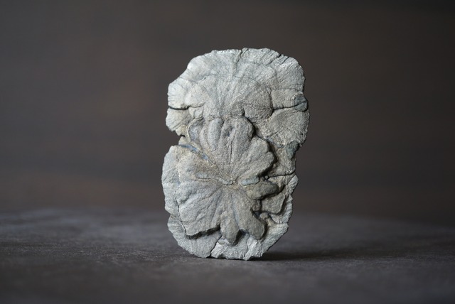 パイライトサン  Pyrite Sun 1060