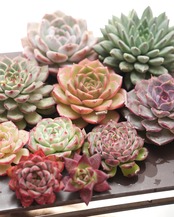 【セットA 韓国苗 10種】マルセル／ローズウーマン／スプリング 他