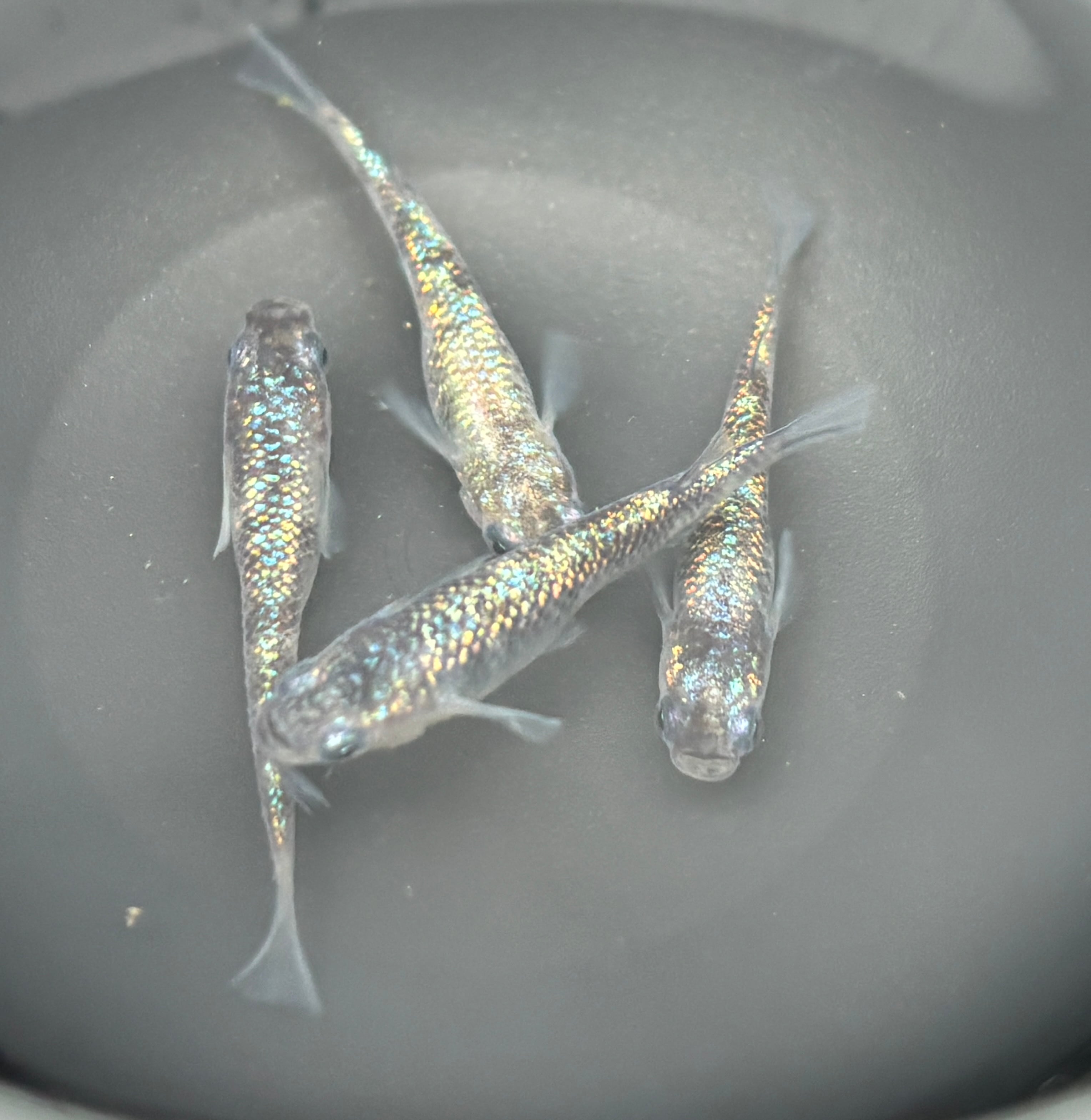 【予告】　舞メダカ様直系　童虎メダカ 舞めだか直系】童虎プラチナ 2ペア | めだか専門店宮崎