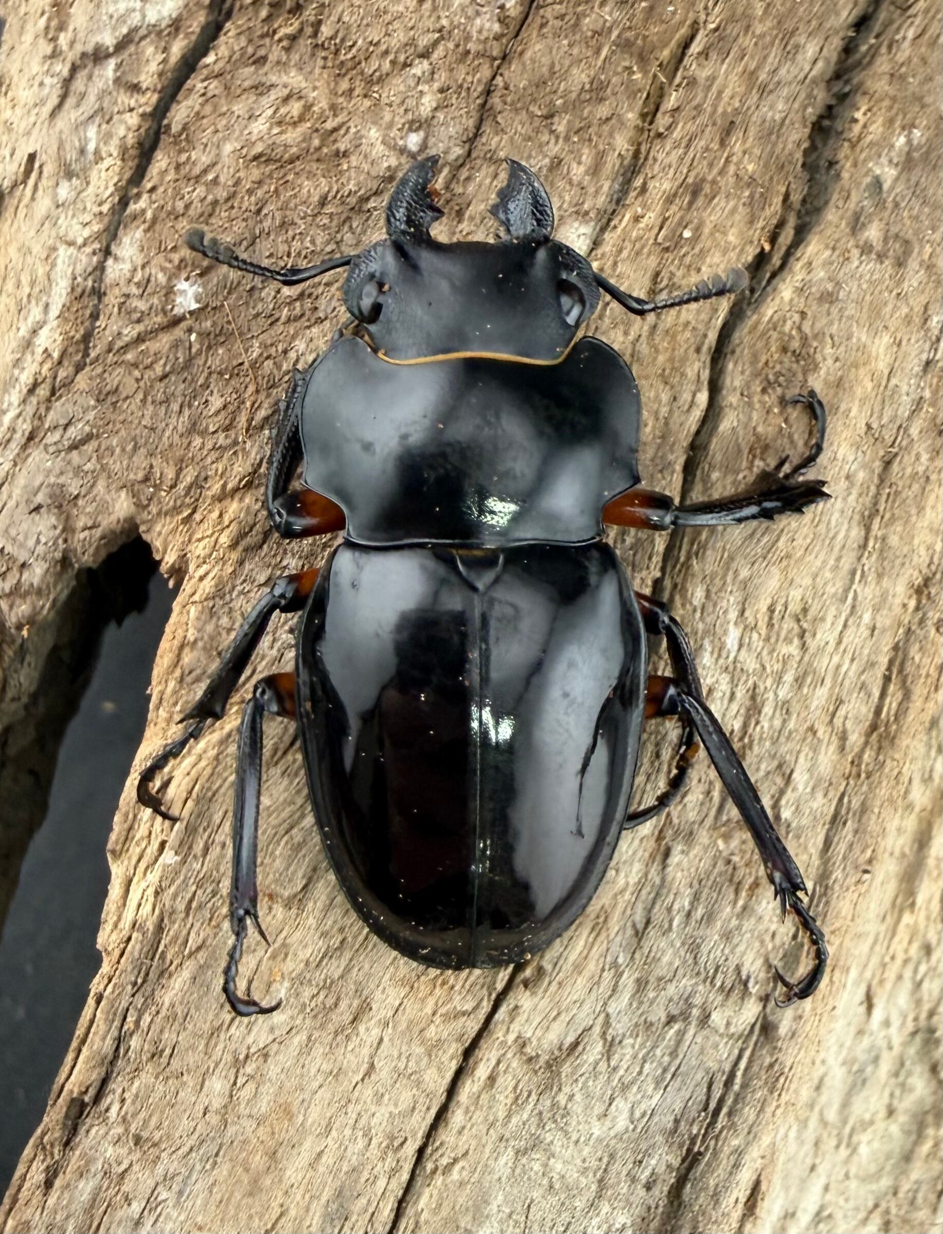 WD】大型《インペリアリスツヤ亜種komorii バタラザ産 70mm ペア