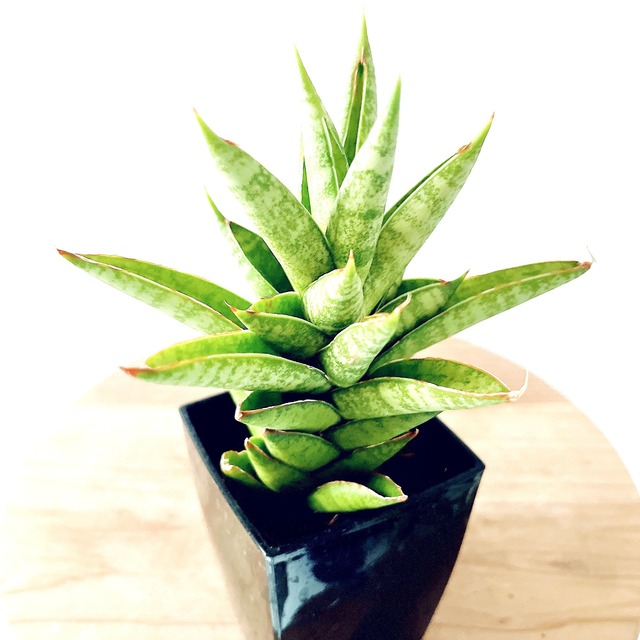 ◎現品発送 サンスベリア シューター calm cafe