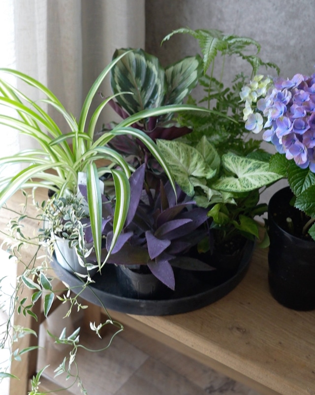 【花苗セット】紫陽花と観葉植物の花苗セット