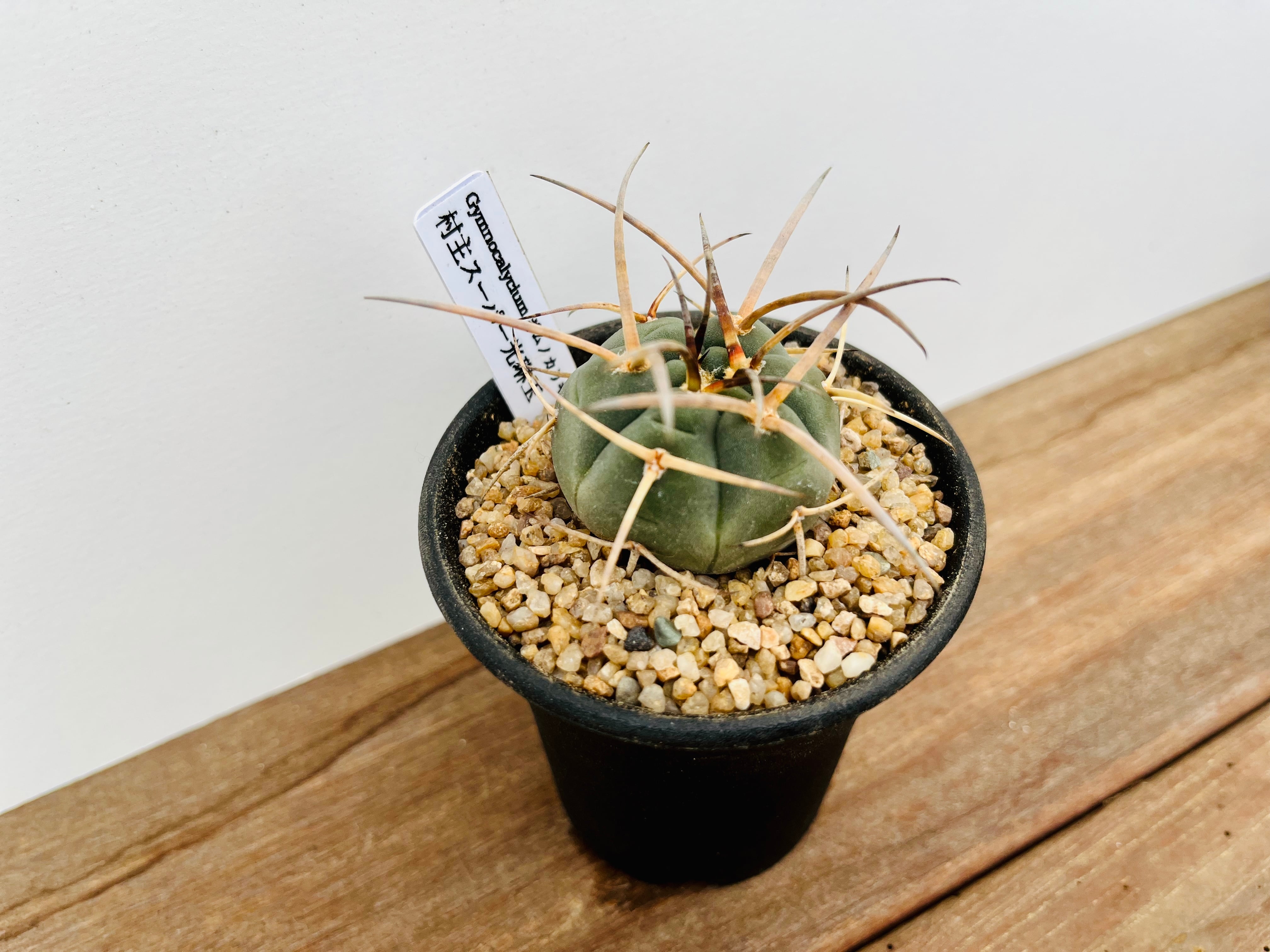 Gymnocalycium cardenasianum　ギムノカリキュウム　村主スーパー光琳玉　サボテン | plants MARU ー  多肉植物・サボテン・園芸グッズのお店 ー powered by BASE