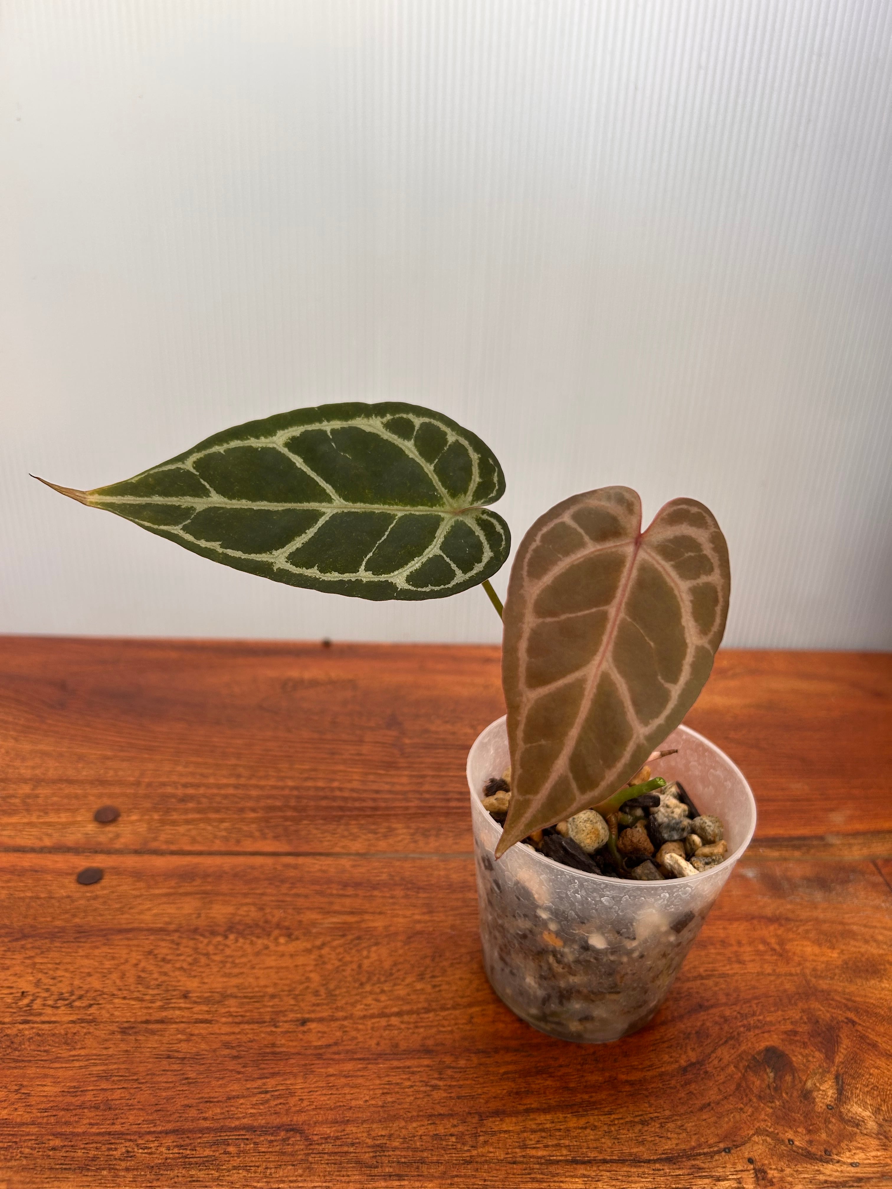 Anthurium | BA PLants