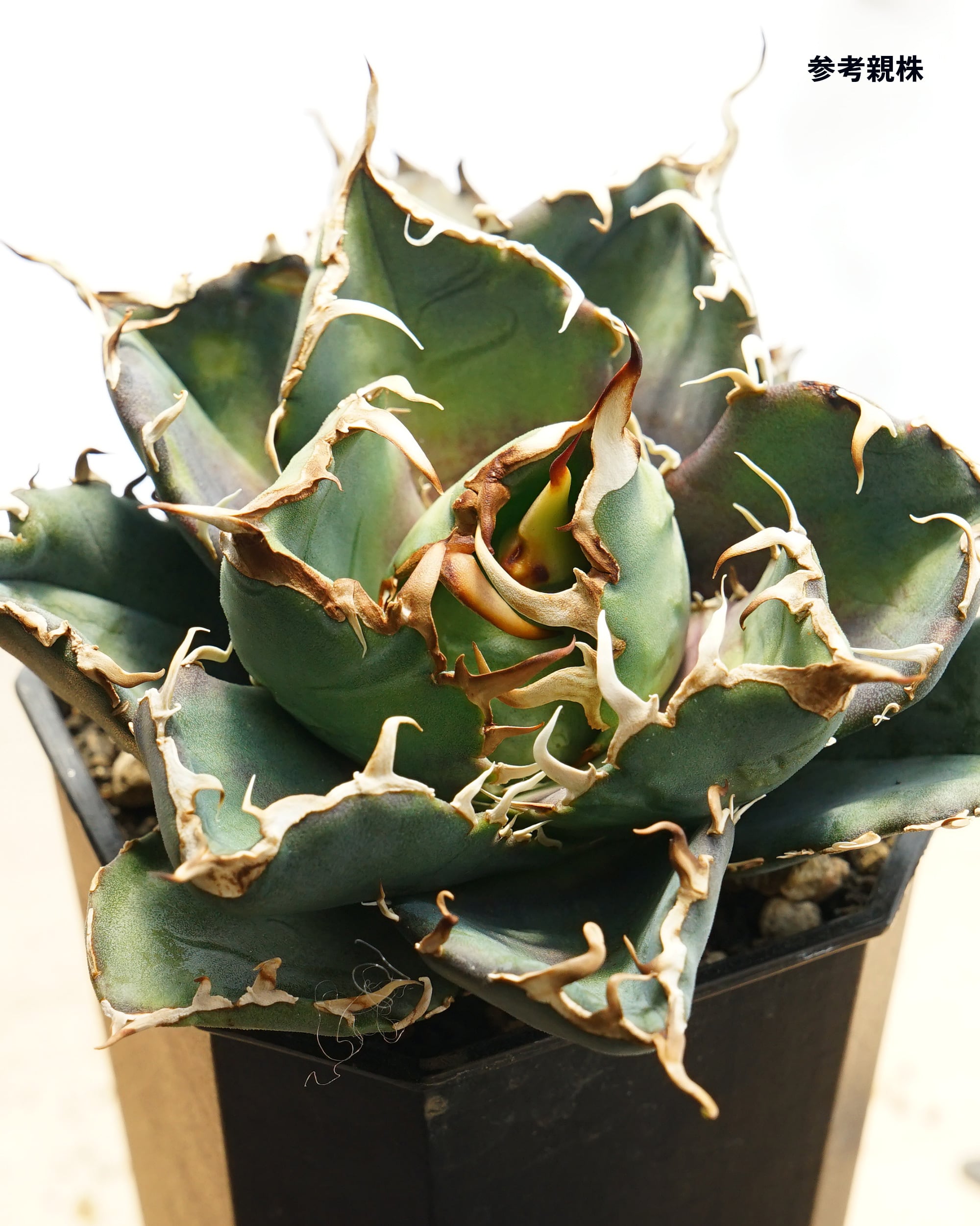 PREMIUM】 抜き苗 アエオニウム 札落ち（紅顔？） 2頭群生 Aeonium sp