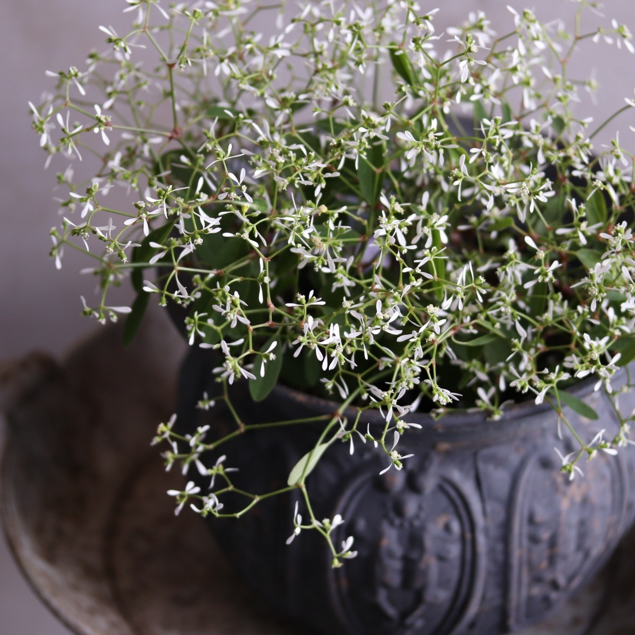 モンディマンシェ　ユーホルビアグラマー　寄せ植えに欠かせない｜白いお花　花期が長い　