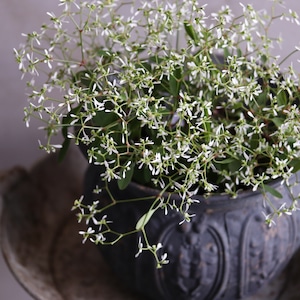 モンディマンシェ　ユーホルビアグラマー　寄せ植えに欠かせない｜白いお花　花期が長い　