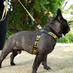 【PUPPYGALLERY公式】Vハーネス　XS/S