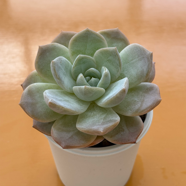 多肉植物専門店 たにくふぁ〜む