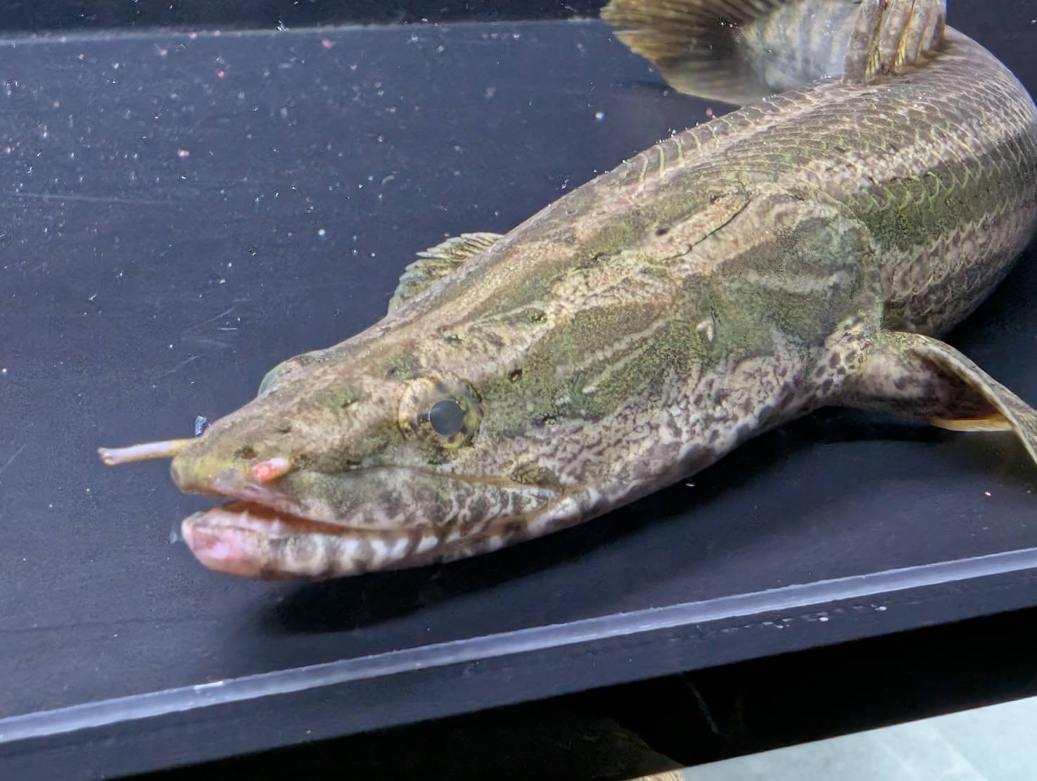 わいるどもんオリジナル 流動式フィルター 60cmサイズ 単品 | アフリカ