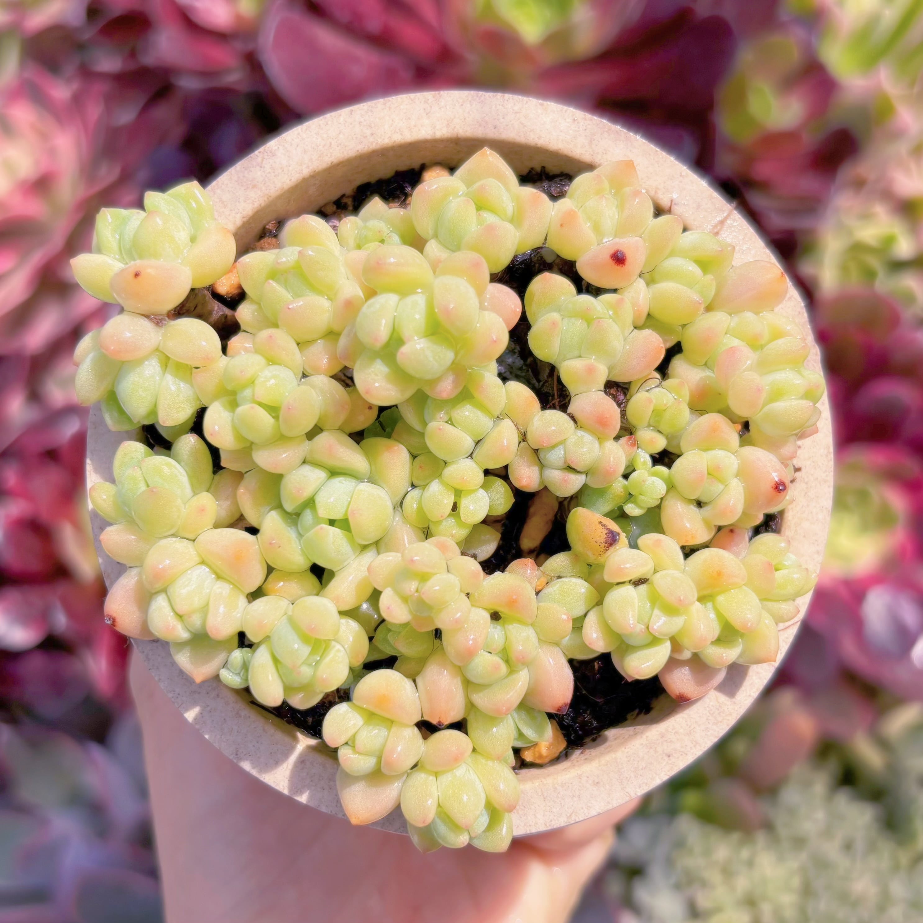 現品　新品種　香姫#1175　るる農園