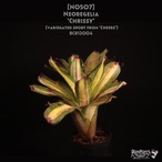 【送料無料】Neoregelia 'Chrissy'〔ネオレゲリア〕現品発送N0507