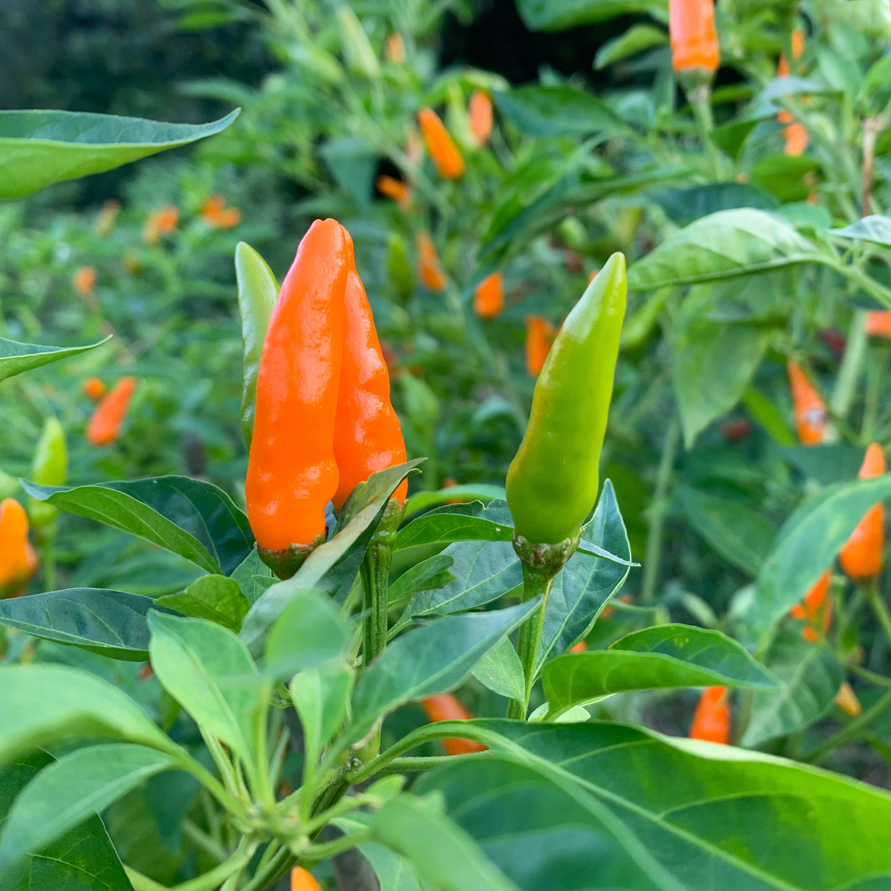 一味／橙とうがらし | あおさんかく