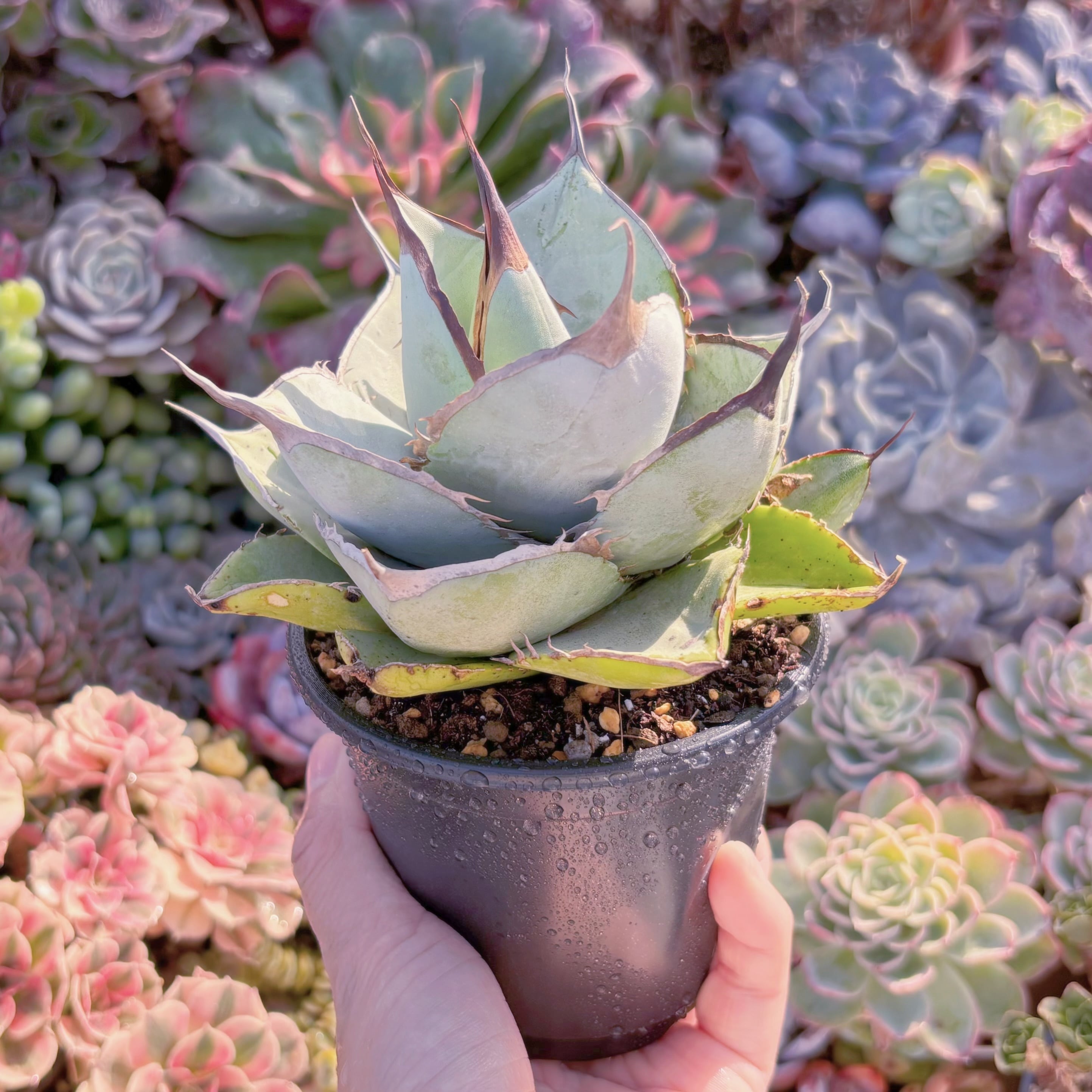 現品　アガベ　ホワイトアイス#679　新入荷　るる農園