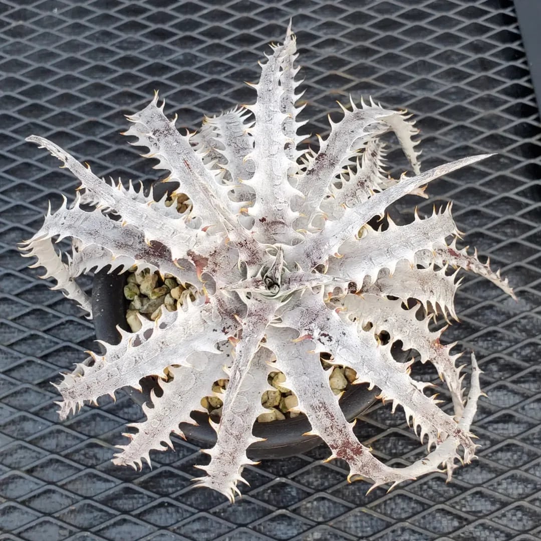 ブロメリア・エアープランツ Dyckia Branca de Neve original clone F00380_Dyckia 'Branca de Neve'：ディッキア・ブランカ・ジュ・ネヴェ