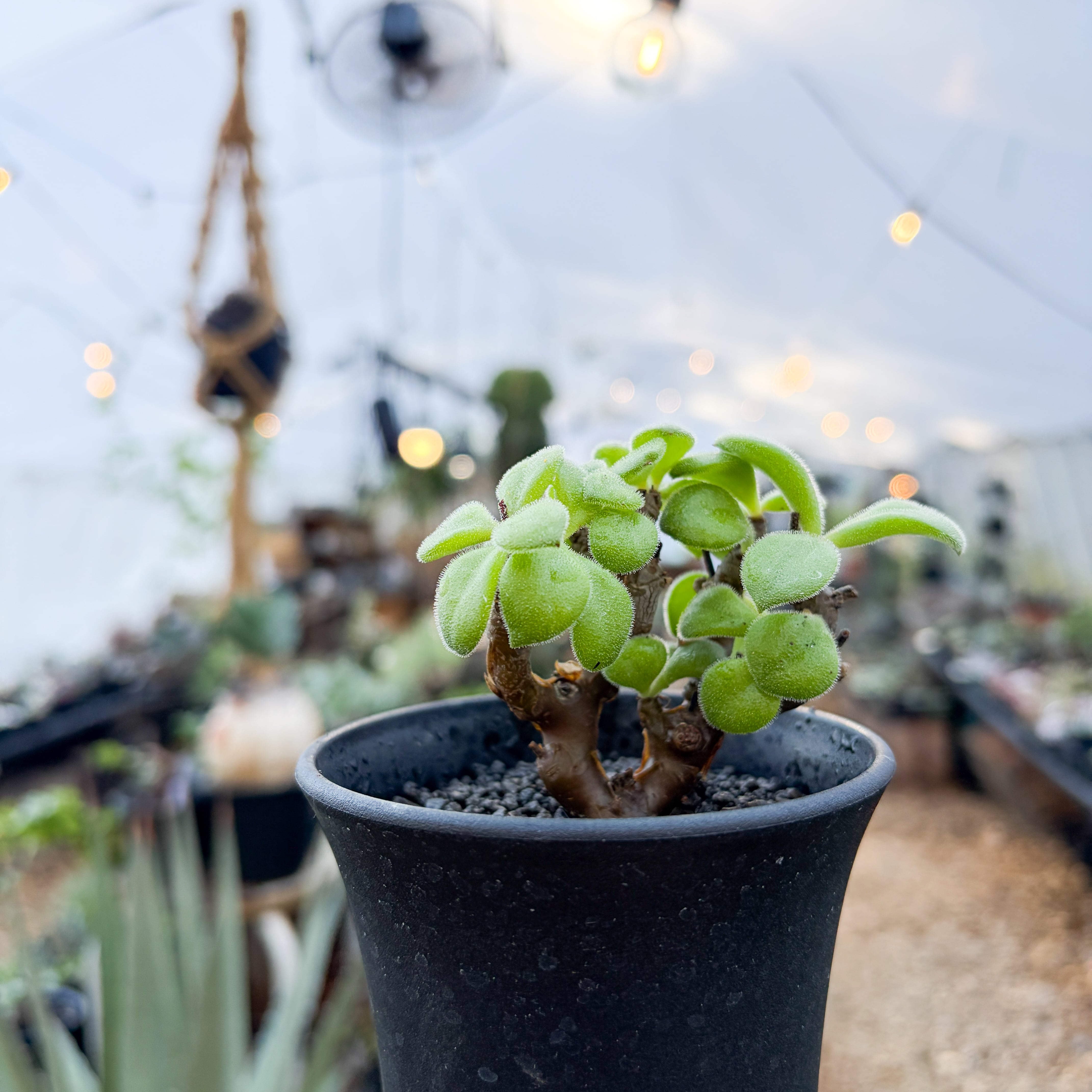 でっぷり多頭！　レウコスリクス　チレコドン　多肉植物　塊根植物　実生 Tylecodon leucothrix【チレコドン・レウコスリクス】 | RIMO'S GREEN