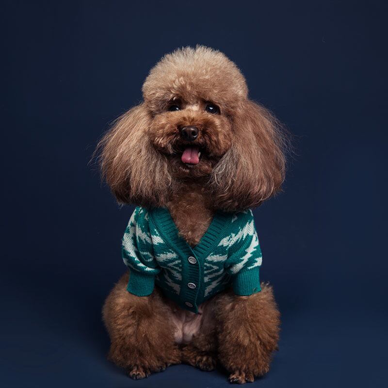 【SALE】ニットカーディガン XS ~ M / 犬 服 カーディガン ドッグウェア 可愛い 犬の服 新作 犬服