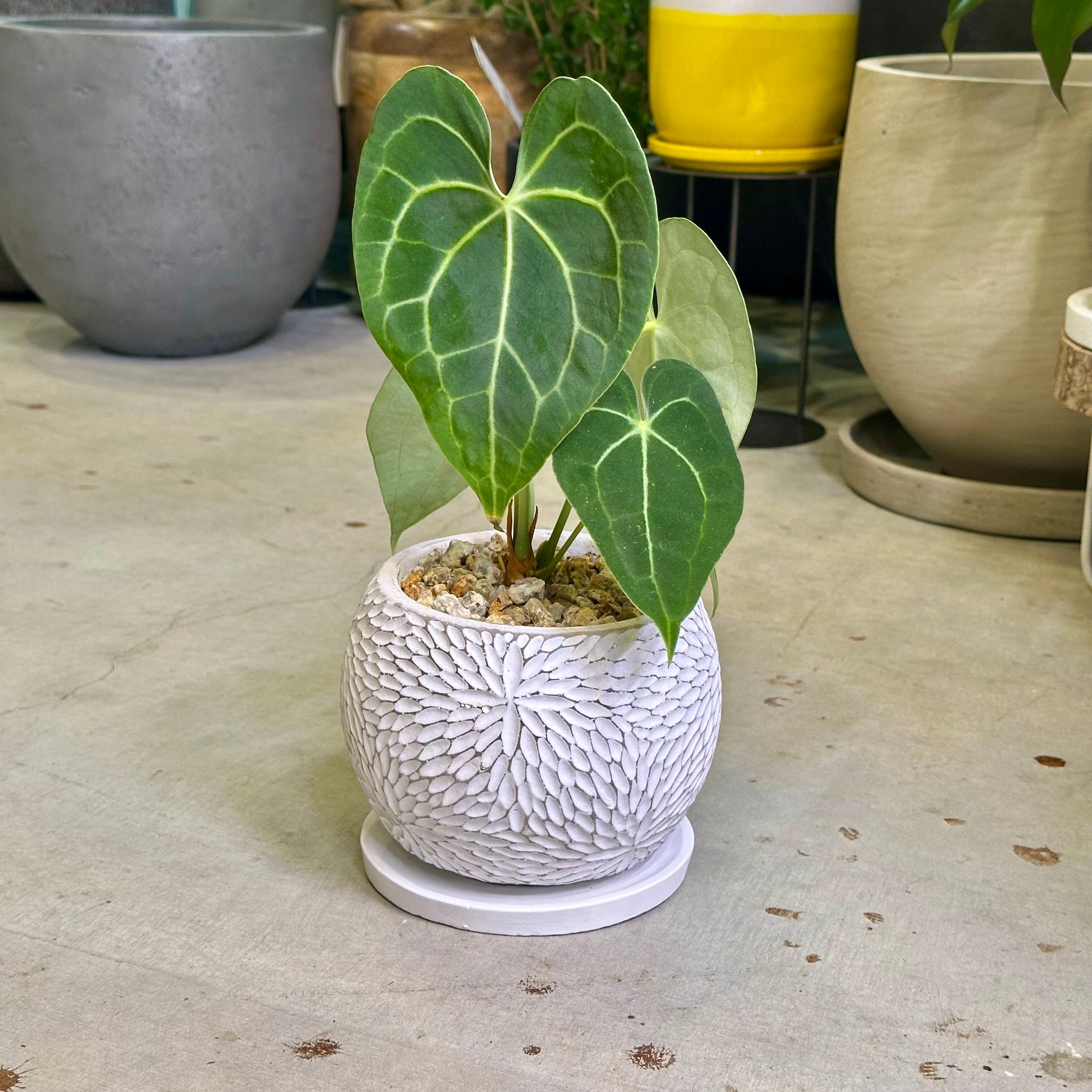 アンスリウム・クラリネルビウム | barrelplants_BONSAI