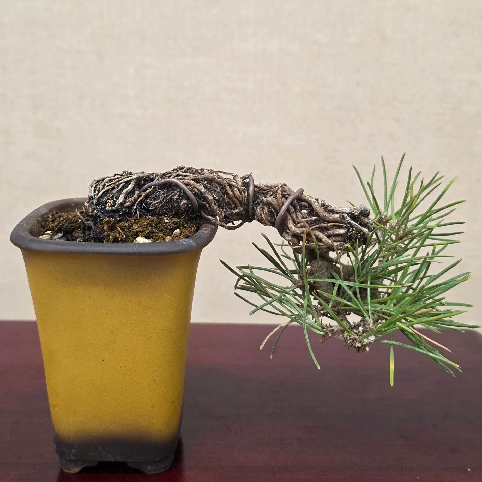 公式EC】BONSAI IKUMA