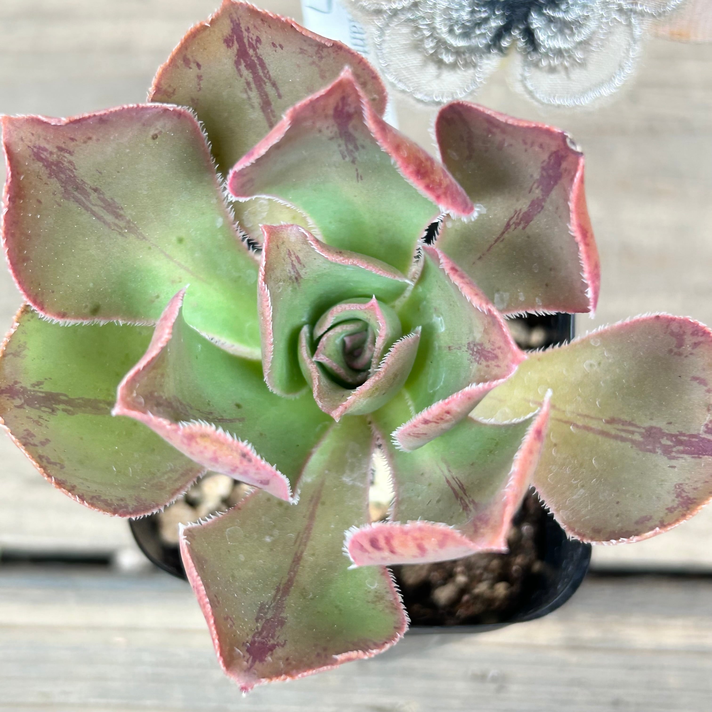 ❤️多肉植物❤️アエオニウム錦❤️ 魅金 のバラ❤️ 状態図 多肉植物アエオニウム❤️魅金のバラ ❤ 状態図 ❤️多肉植物