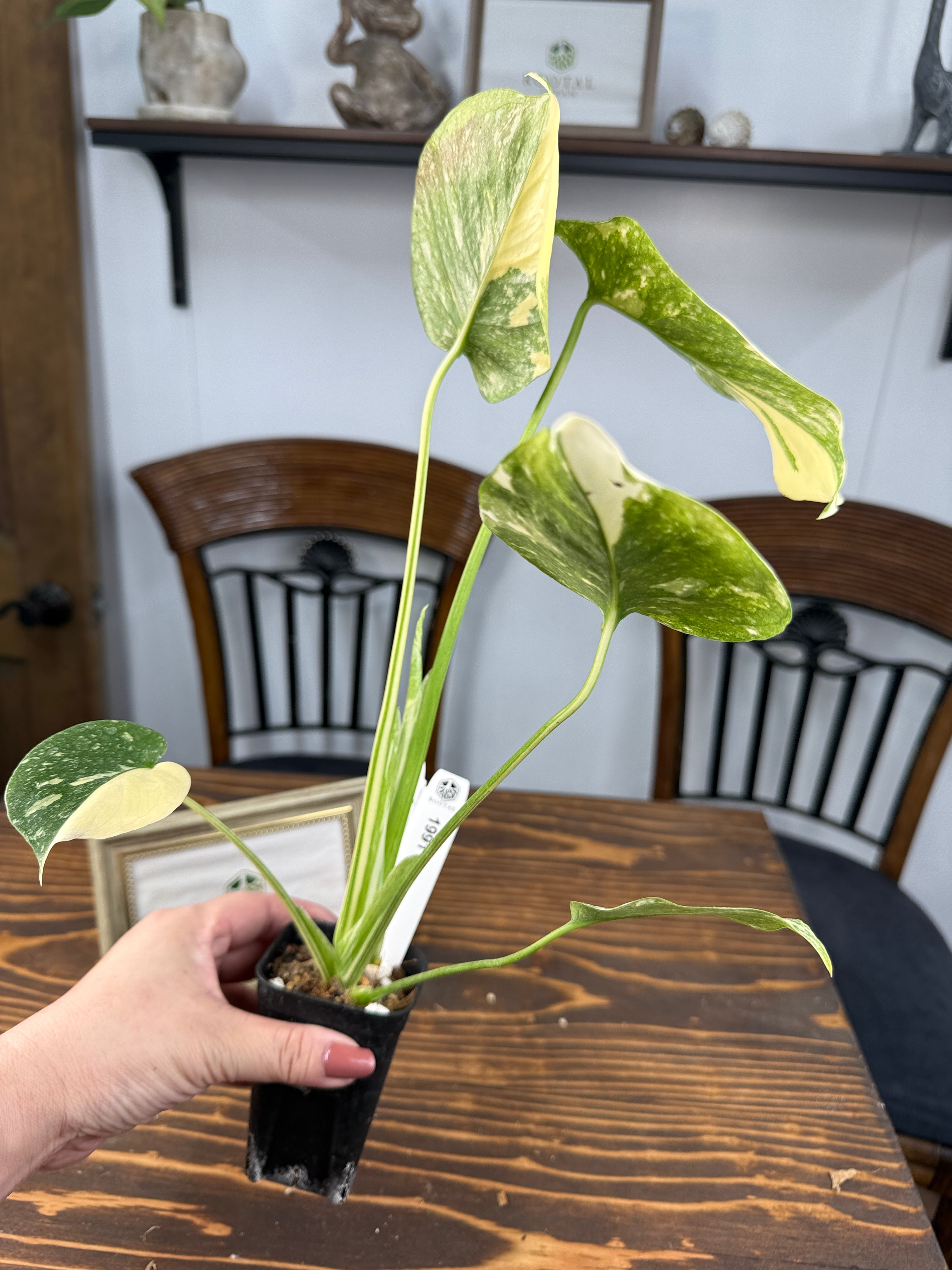 ☆1991【極美の斑】モンステラ デリシオーサ タイコンステレーション