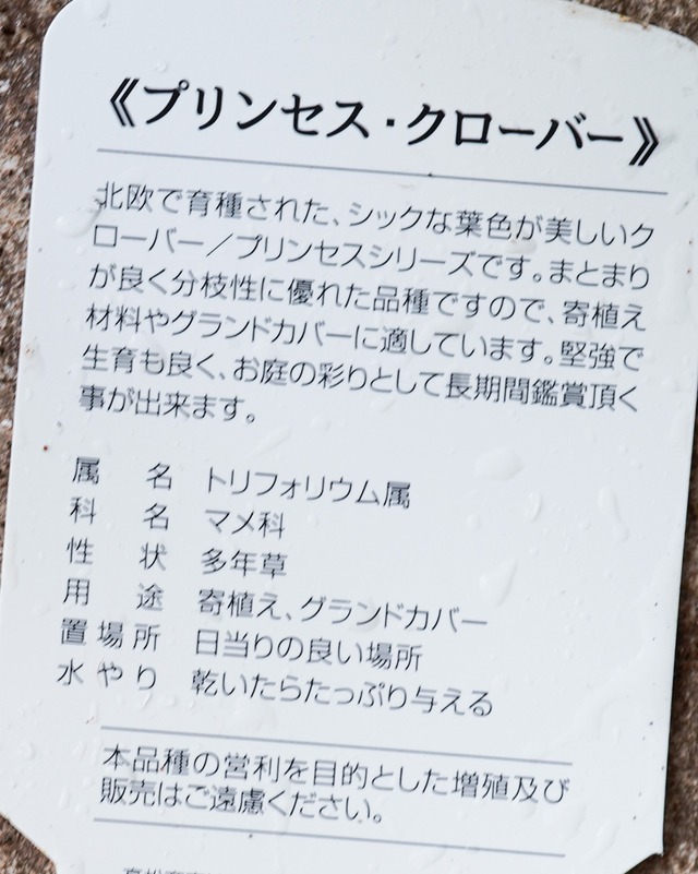 プリンセス　クローバー　　2.5号