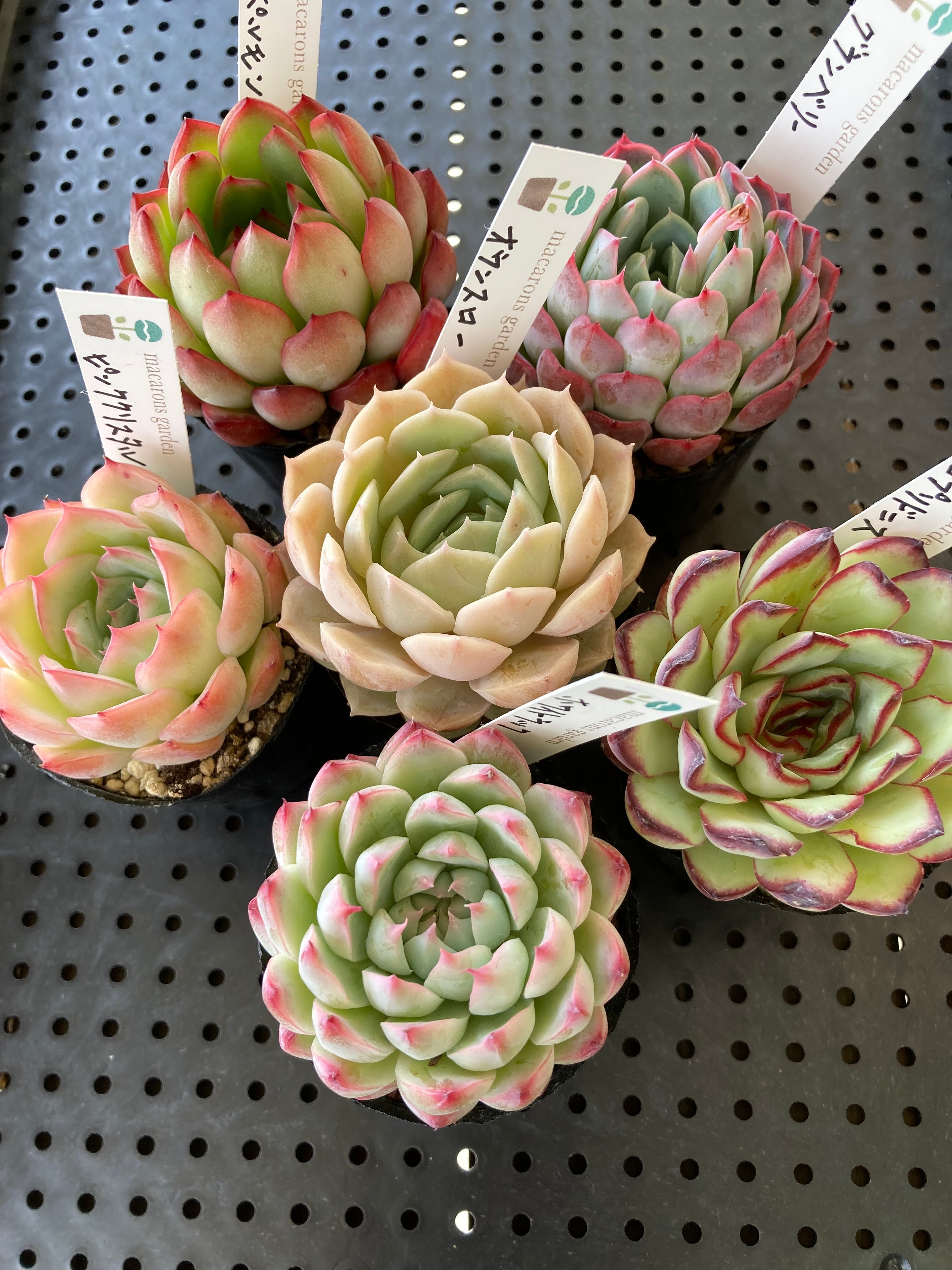 多肉植物 ドロサンテマム シュガーボール錦 抜き苗 1株 | PAY ID