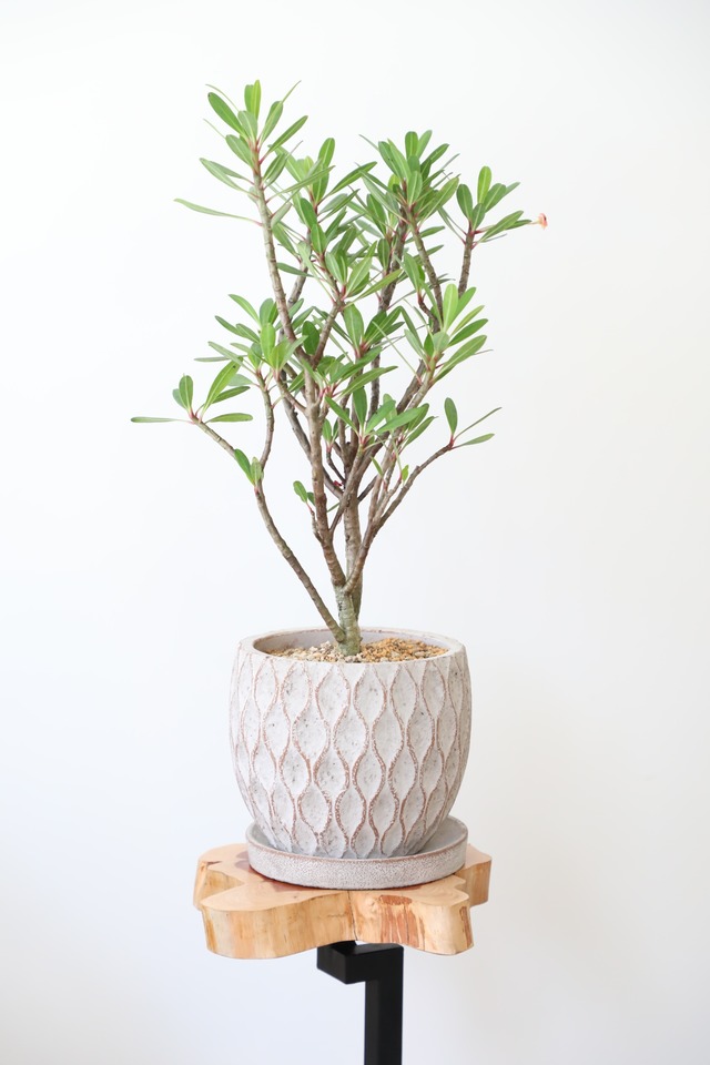 トゲナシ ハナキリン/Euphorbia milii　※陶器鉢カバー付き