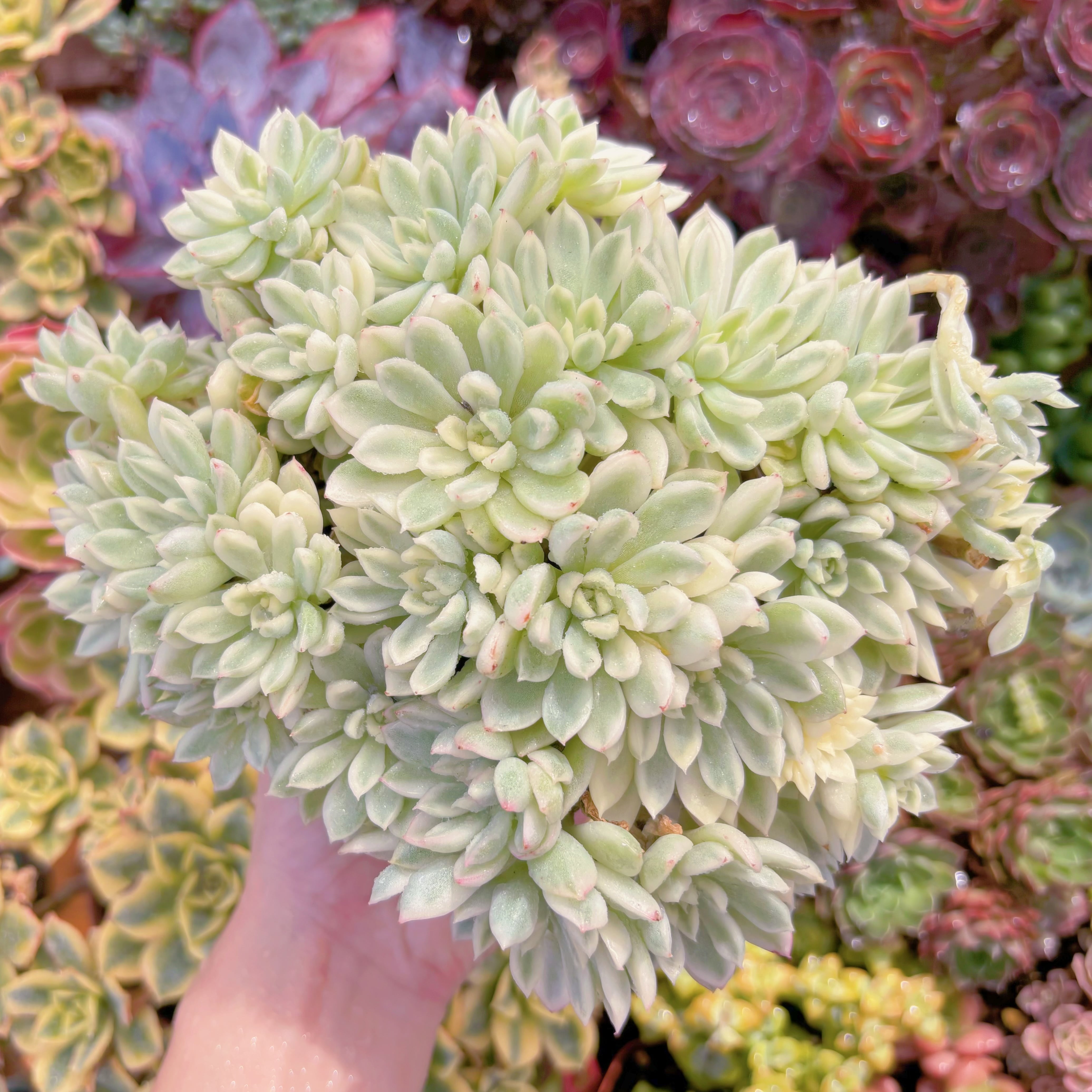 現品　女雛錦#F079　るる農園