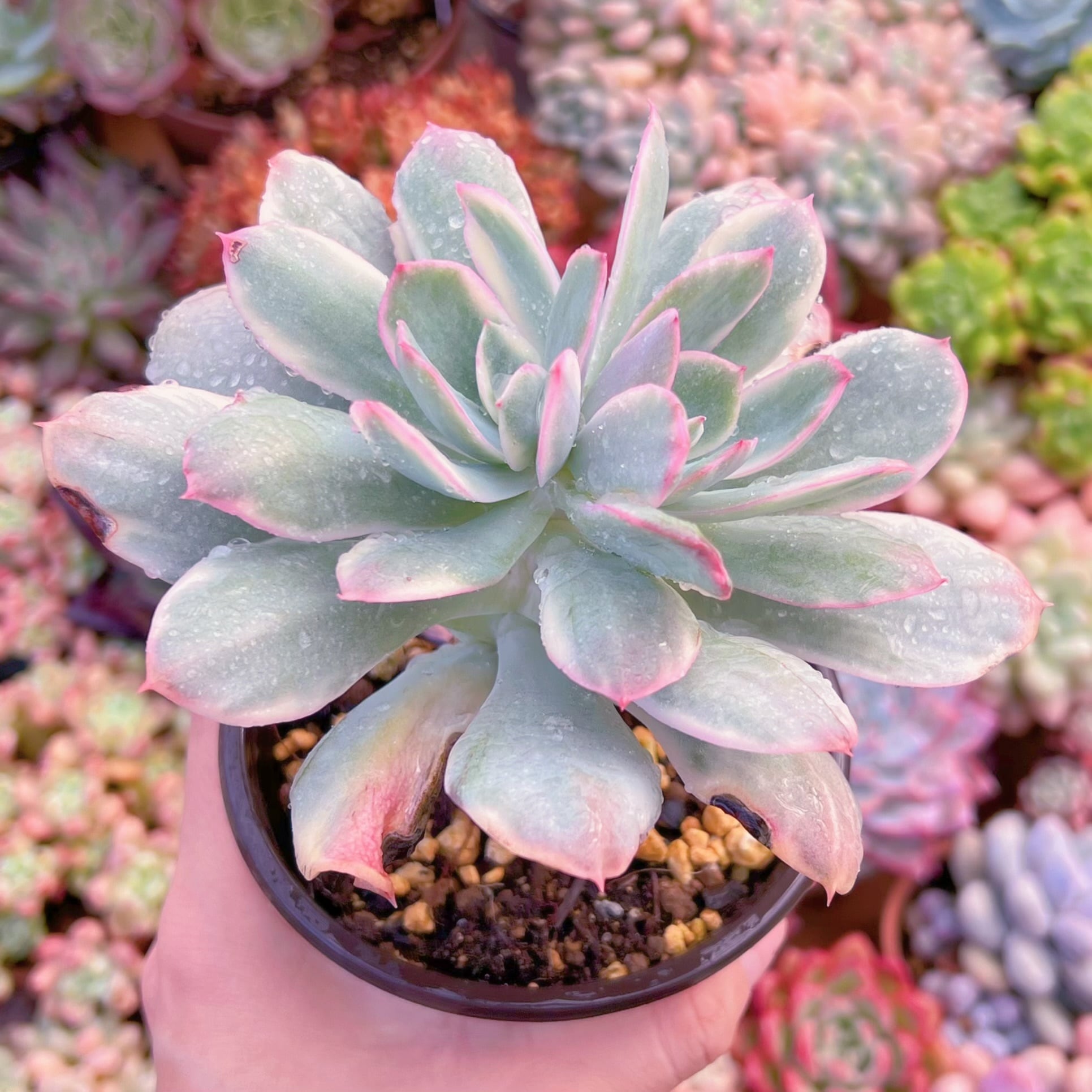 現品　ルエラ錦#704   古株   るる農園