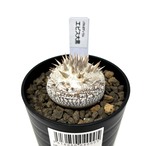 パキポディウム デンシカウレ(恵比寿大黒)【1076】