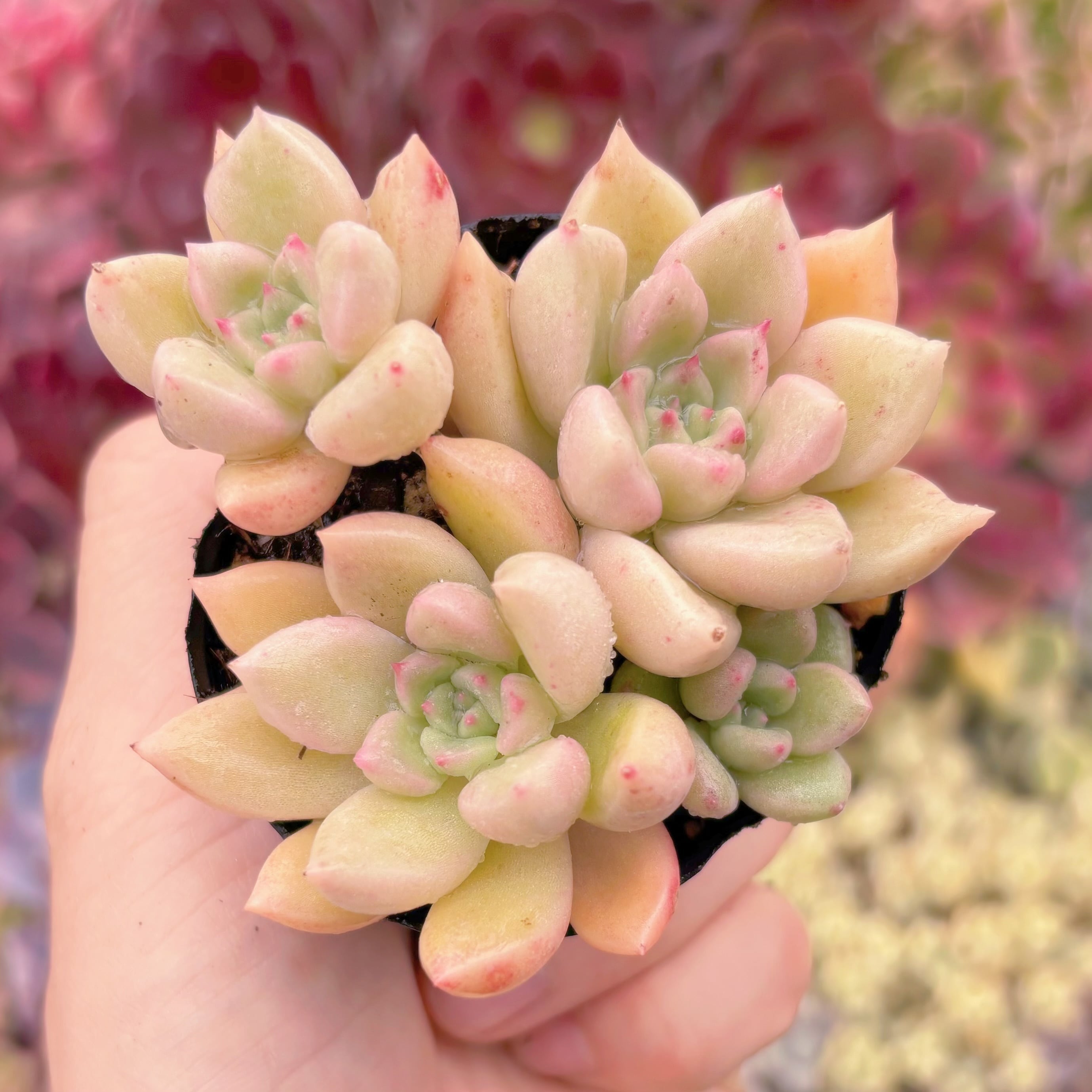 現物　アルジェ#A26　古株　特大　るる農園