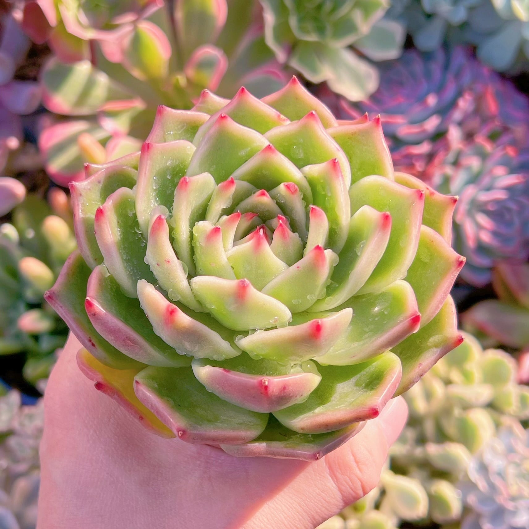 多肉植物 ブルードラゴン 大苗 新入荷 るる農園 | るる農園~多肉植物専門