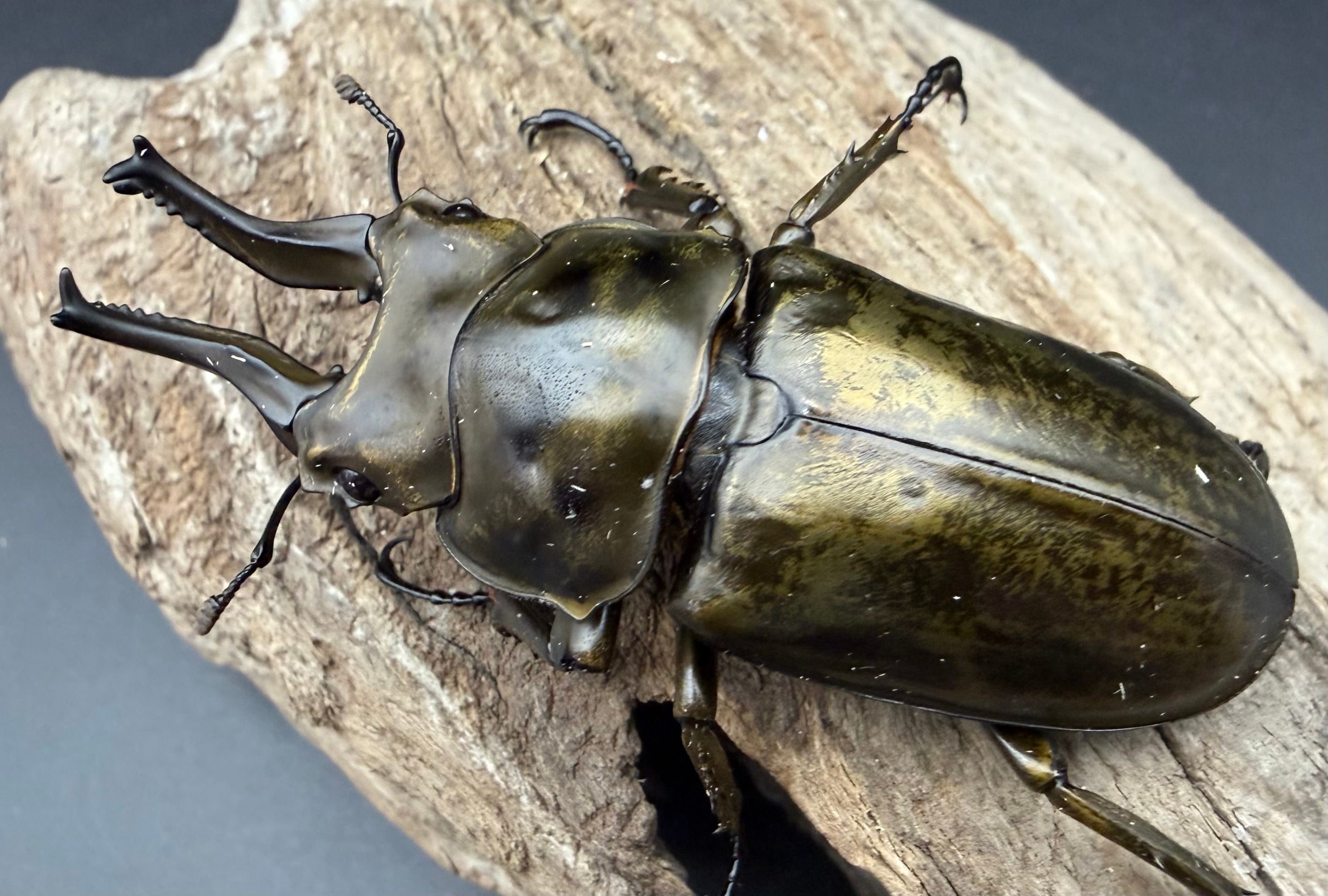 F0】《ローゼンベルグオウゴンオニクワガタ 71mm ペア》 | KPW公式