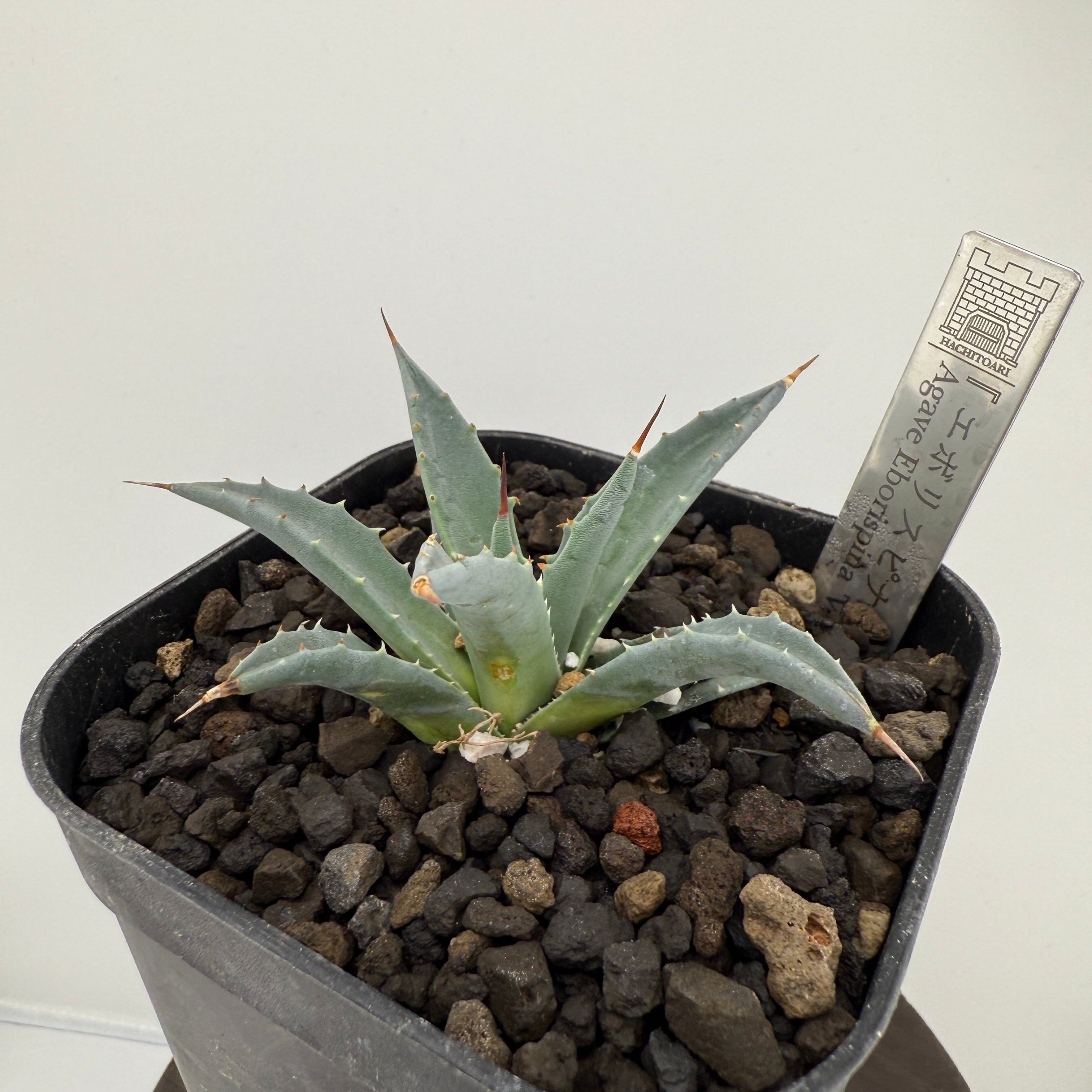 No.7 エボリスピナ Agave utahensis var. eborispina 'Vegas'