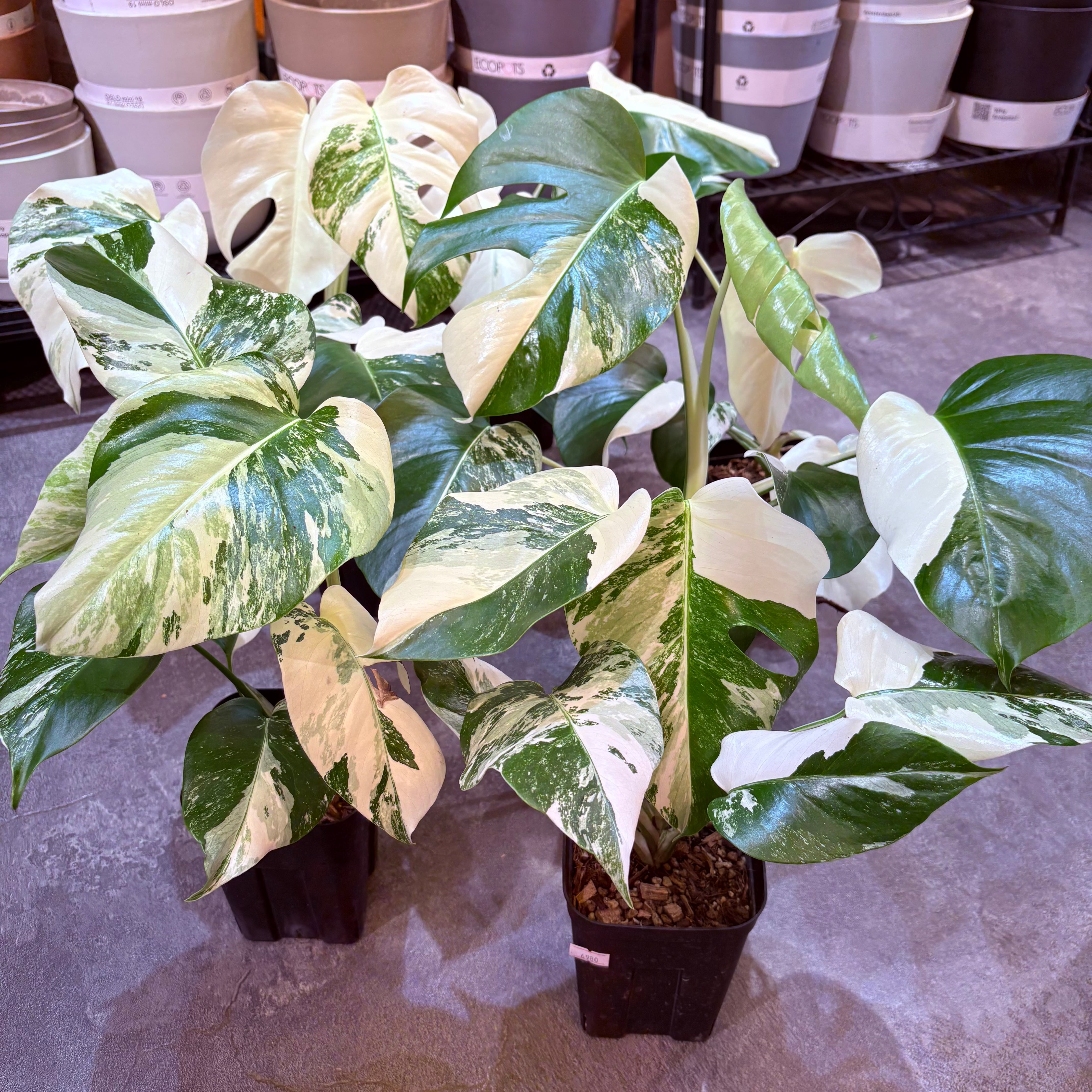 モンステラ ボルシギアナ斑入り 4号 | Green Vibes 宇都宮市の観葉植物