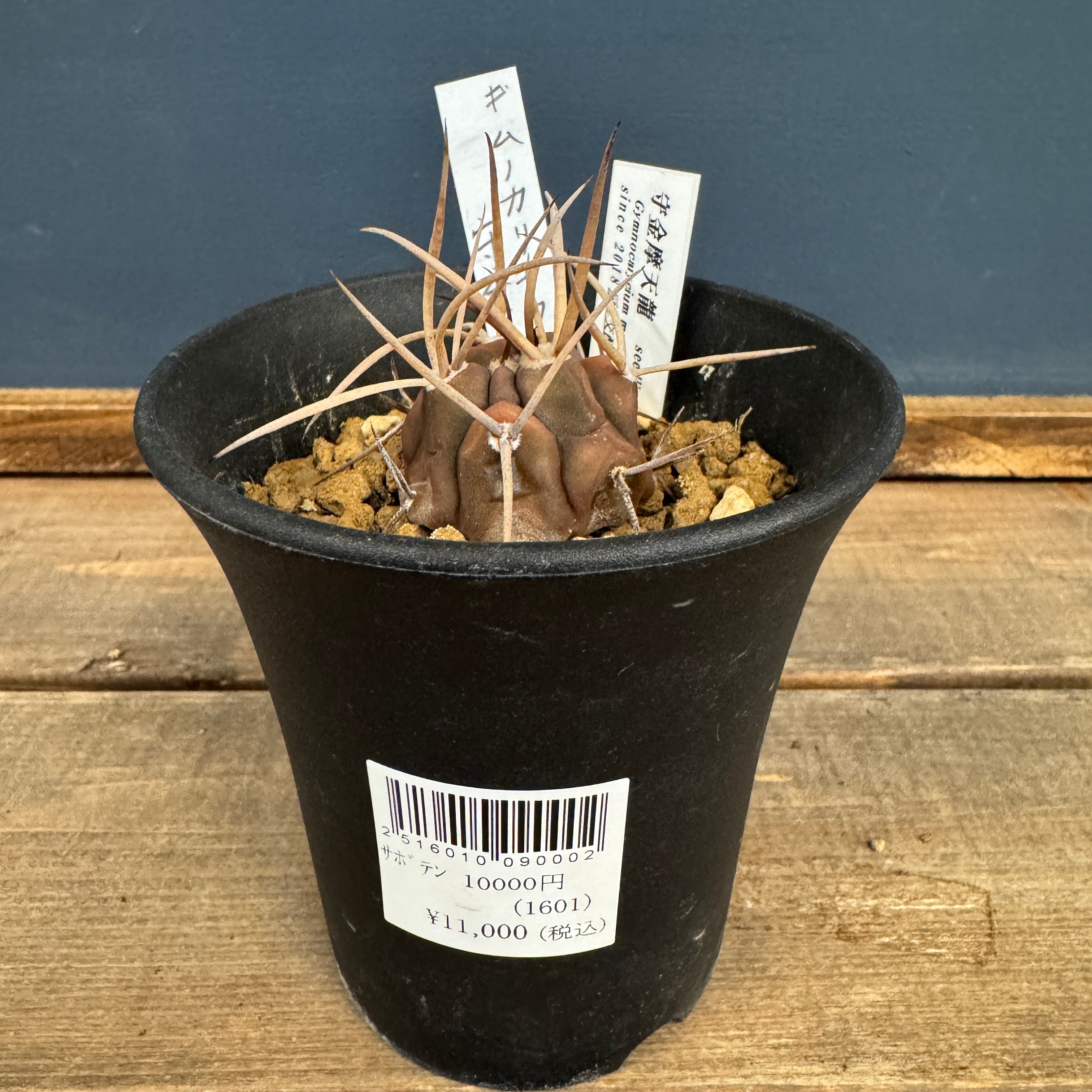 多肉植物 | PROTOLEAF プロトリーフ