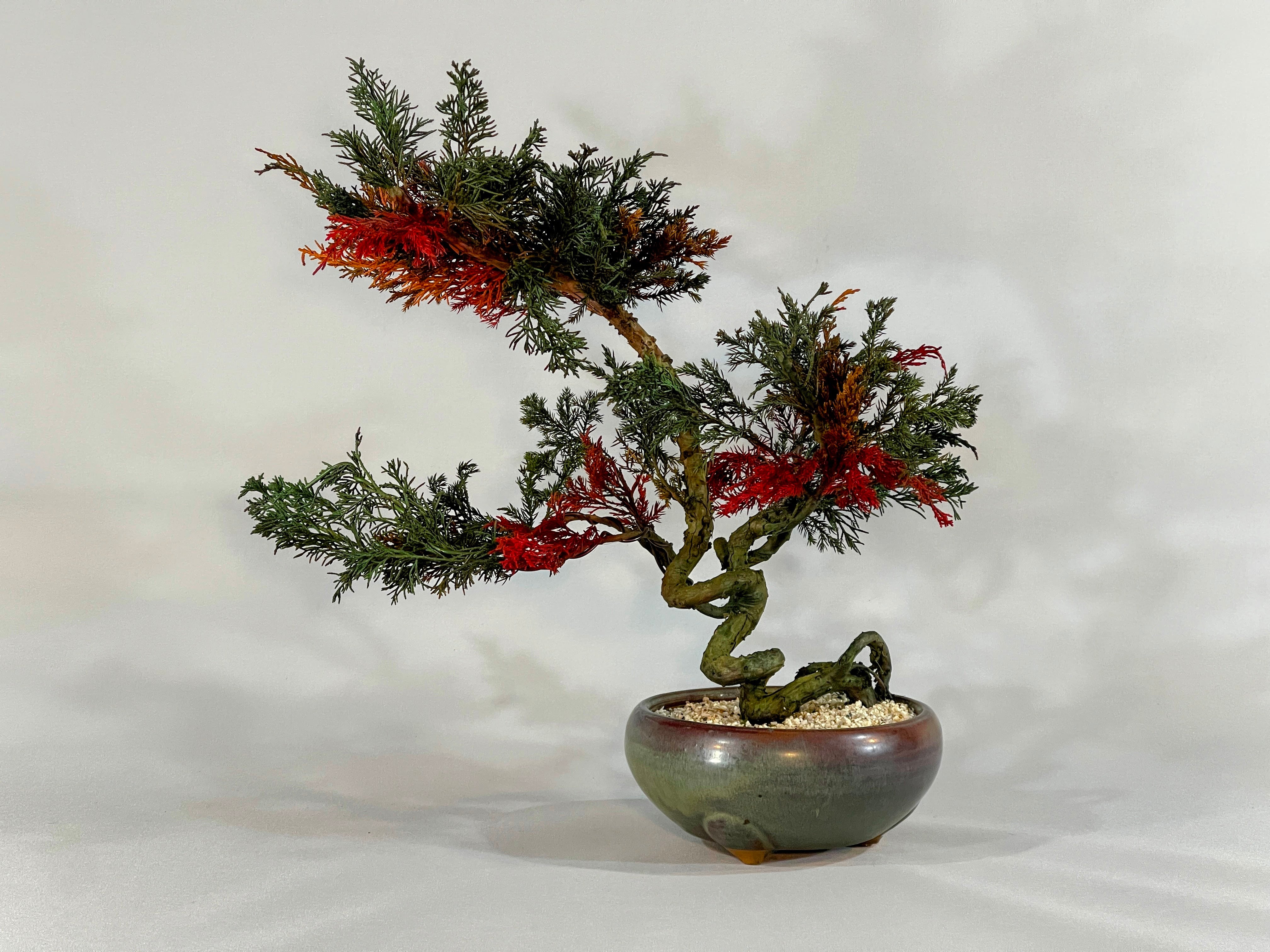 ALL ITEM | DRY BONSAI TOKYO Online store